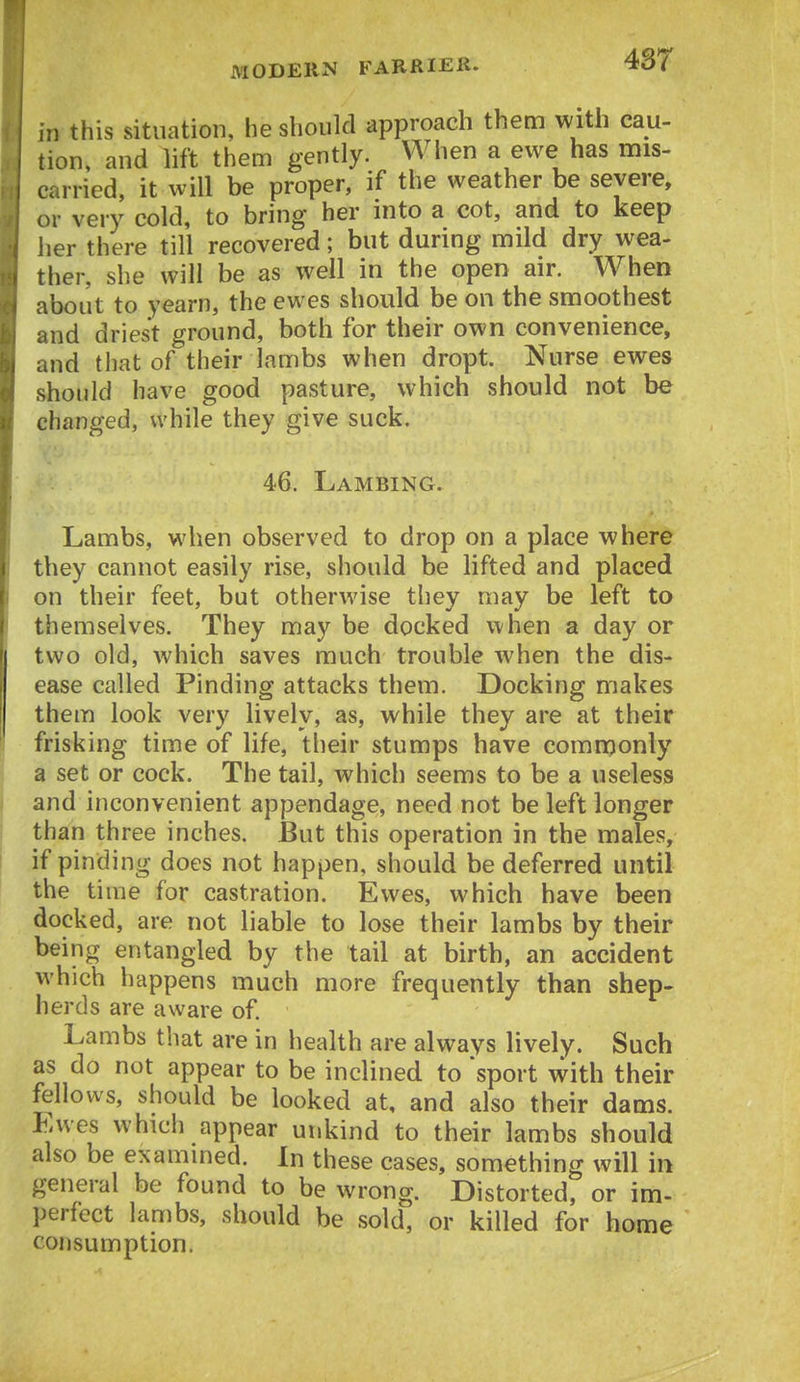 ,n this situation, he should approach them with cau- tion, and lift them gently. When a ewe has mis- carried, it will be proper, if the weather be severe, or very cold, to bring her into a cot, and to keep lier there till recovered; but during mild dry wea- ther, she will be as well in the open air. When about to yearn, the ewes should be on the smoothest and driest ground, both for their own convenience, and tliat of their lambs when dropt. Nurse ewes should have good pasture, which should not be changed, while they give suck. 46. Lambing. Lambs, when observed to drop on a place where they cannot easily rise, should be lifted and placed on their feet, but otherwise they may be left to themselves. They may be docked when a day or two old, which saves much trouble when the dis- ease called Finding attacks them. Docking makes them look very lively, as, while they are at their frisking time of life, their stumps have comnjonly a set or cock. The tail, which seems to be a useless and inconvenient appendage, need not be left longer than three inches. But this operation in the males, if pinding does not happen, should be deferred until the time for castration. Ewes, which have been docked, are not liable to lose their lambs by their being entangled by the tail at birth, an accident which happens much more frequently than shep- herds are aware of. Lambs that are in health are always lively. Such as do not appear to be inclined to 'sport with their fellows, should be looked at, and also their dams. Ewes which appear unkind to their lambs should also be exammed. In these cases, something will in general be found to be wrong. Distorted, or im- perfect lambs, should be sold, or killed for home consumption.