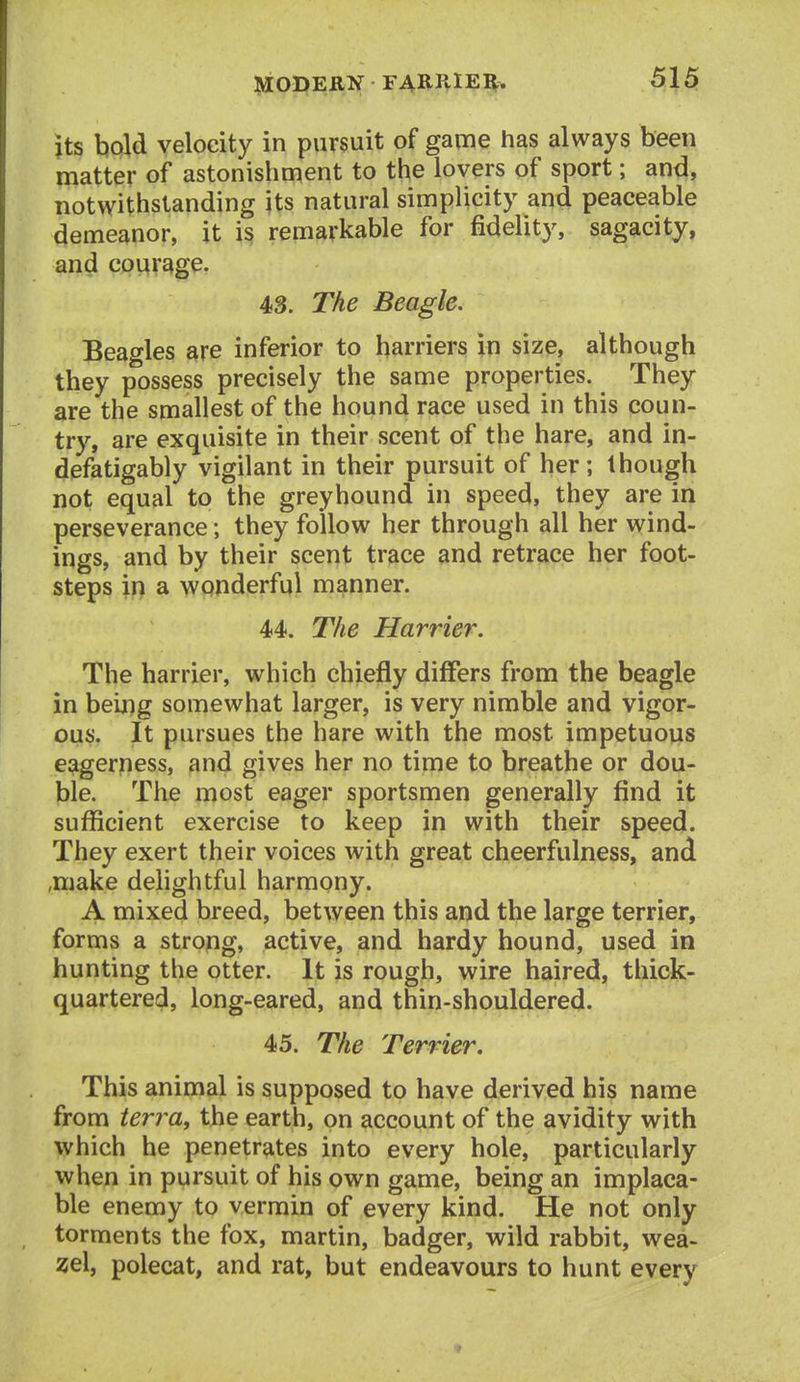 its bold velocity in pursuit of game has always been matter of astonishment to the lovers of sport; and, notwithstanding its natural simplicity and peaceable demeanor, it is remarkable for fidelity, sagacity, and courage. 43. The Beagle. Beagles are inferior to harriers in size, although they possess precisely the same properties. They are the smallest of the hound race used in this coun- try, are exquisite in their scent of the hare, and in- dpfatigably vigilant in their pursuit of her; though not equal to the greyhound in speed, they are in perseverance; they follow her through all her wind- ings, and by their scent trace and retrace her foot- steps in a wonderful manner. 44. The Harrier. The harrier, which chiefly differs from the beagle in being somewhat larger, is very nimble and vigor- ous. It pursues the hare with the most impetuous eagerness, and gives her no time to breathe or dou- ble. The most eager sportsmen generally find it sufficient exercise to keep in with their speed. They exert their voices with great cheerfulness, and ,make dehghtful harmony. A mixed breed, between this and the large terrier, forms a strong, active, and hardy hound, used in hunting the otter. It is rough, wire haired, thick- quartered, long-eared, and thin-shouldered. 45. The Terrier, This animal is supposed to have derived his name from terra, the earth, on account of the avidity with which he penetrates into every hole, particularly when in pursuit of his own game, being an implaca- ble enemy to vermin of every kind. He not only torments the fox, martin, badger, wild rabbit, wea- zel, polecat, and rat, but endeavours to hunt every
