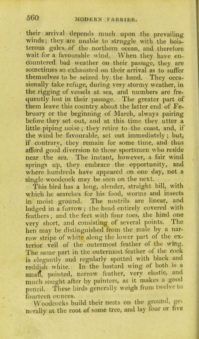 their arrival depends much upon the prevailing winds; they are unable to struggle with the bois- terous gales, of the northern ocean, and therefore wait for a favourable wind. When they have en- countered bad weather on their passage, they are sometimes so exhausted on their arrival as to suffer themselves to be seized by the hand. They occa- sionally take refuge, during very stormy weather, in the rigging of vessels at sea, and numbers are fre- quently lost in their passage. The greater part of them leave this country about the latter end of Fe- bruary or the beginning of March, always pairing before they set out, and at this time they utter a little piping noise; they retire to the coast, and, if the wind be favourable, set out immediately; but, if contrary, they remain for some time, and thus afford good diversion to those sportsmen who reside near the sea. The instant, however, a fair wind springs up, they embrace the opportunity, and where hundreds have appeared on one day, not a single woodcock may be seen on the next. This bird has a long, slender, straight bill, with which he searches for his food, worms and insects in moist ground. The nostrils are linear, and lodged in a furrow; the head entirely covered with feathers; and the feet with four toes, the hind one very short, and consisting of several points. The hen may be distinguished from the male by a nar- row stripe of white along the lower part of the ex- terior veil of the outermost feather of the wing. The same part in the outermost feather of the cock is elegantly and regularly spotted with black and reddish white. In the bastard wing of both is a smalt, pointed, narrow feather, very elastic, and much sought after by painters, as it makes a good pencil. These birds generally weigh from twelve to foiu'teen ounces. Woodcocks build their nests on the ground, ge- nerally at the root of some tree, and lay four or five