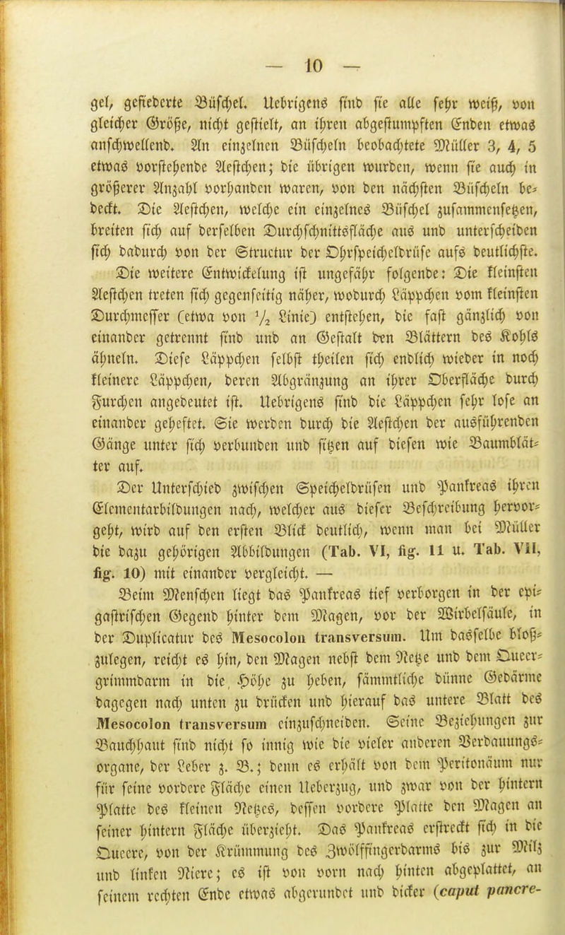 get, geftcbevte 53üfrf;ct, Ucktgcnö ftub fie alte fe^r mi^, »on QUi^cx ©rö^e, ntcf)t gefltcTt, an t|)ren abgefiunipften (Jnben etwaö anfd^ttjetlcnb. 2tn emjelncn 33äfd)cln kobad)tete ?!)?iU(er 3, 4, 5 etwaö öor|ic^enbe 2le|}d)en; bte übvigen würben, wenn fte auc!^ t'n övö^erer Slnja^t öorpanbcn waren, yon ben nädjften 23üfc^etn bc* becEt. 2)tc 2(eftd;en, wc{d;e etn etn^elneö 23üfd)el jufainnicnfe^en, ketten ft'd; auf berfetben 2>urd;fd)nttt0fläd;e aiiö unb unterfd)eiben ftd; baburc^ öon ber ©tructur ber D^rfpetc^clbrüfe aufs beuttid)fte. ©te wettere (Jntwidelung tfi un9cfä()r folgcnbe: J)ie fteinftcn §tefid;en treten ftd; gcgcnfeittg näfier, woburd; ?ä^^d;en »ont ffetnften jDurd;ineffer Cetwa mx Va ^t'nte) entpel;en, bie faft gänjlic^ öon etnanber getrennt ft'nb unb an ©eftatt btn blättern beö Äobtö ähneln» 2)te[e ?äp^)d)en felbft t^ciUn ft^ enbltd; wieber tn nod; fletnere Säppd;en, beren 2t5gränjung an t^rer Oberfläche burd; ?5uvd;en angebeutet tft. Uebrtgenö ft'nb bte ?äp))d)en fe^r lofe an etnanber get;eftft, @te werben burc^ bte 2Iefld)en ber ausfii^renbcn ©änge unter ftd; i)er(ntnben uitb ft'^en auf biefen wie ißaumblät== ter auf, 2)er llnterfd;teb 3Wtfd;en ©peid^elbrüfen unb ^]Janfreaö t^rcn ercinentarbi'fbungen nad;, werd;er aitö btefcr Sefd;ret'bung ^erüor* ge^t, wirb auf ben erfien 33ttd beutltd;, wenn man bet 2)?üUer bte ba^u ge|)örtgen StbbtTbitngen (Tab. VI, fig. U u. Tab. VII, üg. 10) mtt etnanber t>ergletd)t. — 23eim 9)?enfc^)en (tegt ba^ ^anfrea^ tief t^erborgen tn ber e^t? gaflrtfd;en ©egenb hinter bcm ma^cn, üor ber SÖirbelfäutc, tn ber ©u^Jltcatur bcsJ Mesocolou transversum. Um baöfetbe bloj3= anlegen, retd;t eö ^tn, ben 9}?agen nebfi bem 9?e^c unb bem Ouecr-- grtmmbarm tn bte, ^c^e ju ^eben, fämmtlid;e bimne ©ebcirme bagcgen nad) unten 3U brüden unb I;terauf baö untere 23Iatt beö Mesocolon transversum ctnaufd)nciben. ©eine Sßeatcbttngen gur S3aud^r;aut ft'nb niäjt fo tnntg Wie bte vieler anbercn 33crbauungi?-' Organe, ber ?eber 33.; bcnn eö crr;äft i>on bcm ^]3critonäum nur filr feine »orbcrc gtäd^e einen Uebersug, unb jwar mi ber bintcrn ^^^attc beö fteincn 9?el3cö, beffcn vorbcrc platte ben TtaQcn an feiner I;intern g(äd;e übergießt. 3:)aö ^anfreaö erfiredt ftd; in bte Duccrc, m\ ber Krümmung bcö 3wö{fftngerbarmt biö jur 5Öftl5 unb linfcn Sf^icrc; eö tft m\ vorn nad; leinten abgcv^Iattet, an feinem rcd;tcn @nbc ctwaö abgcrunbet unb bicfer (caput pancre-