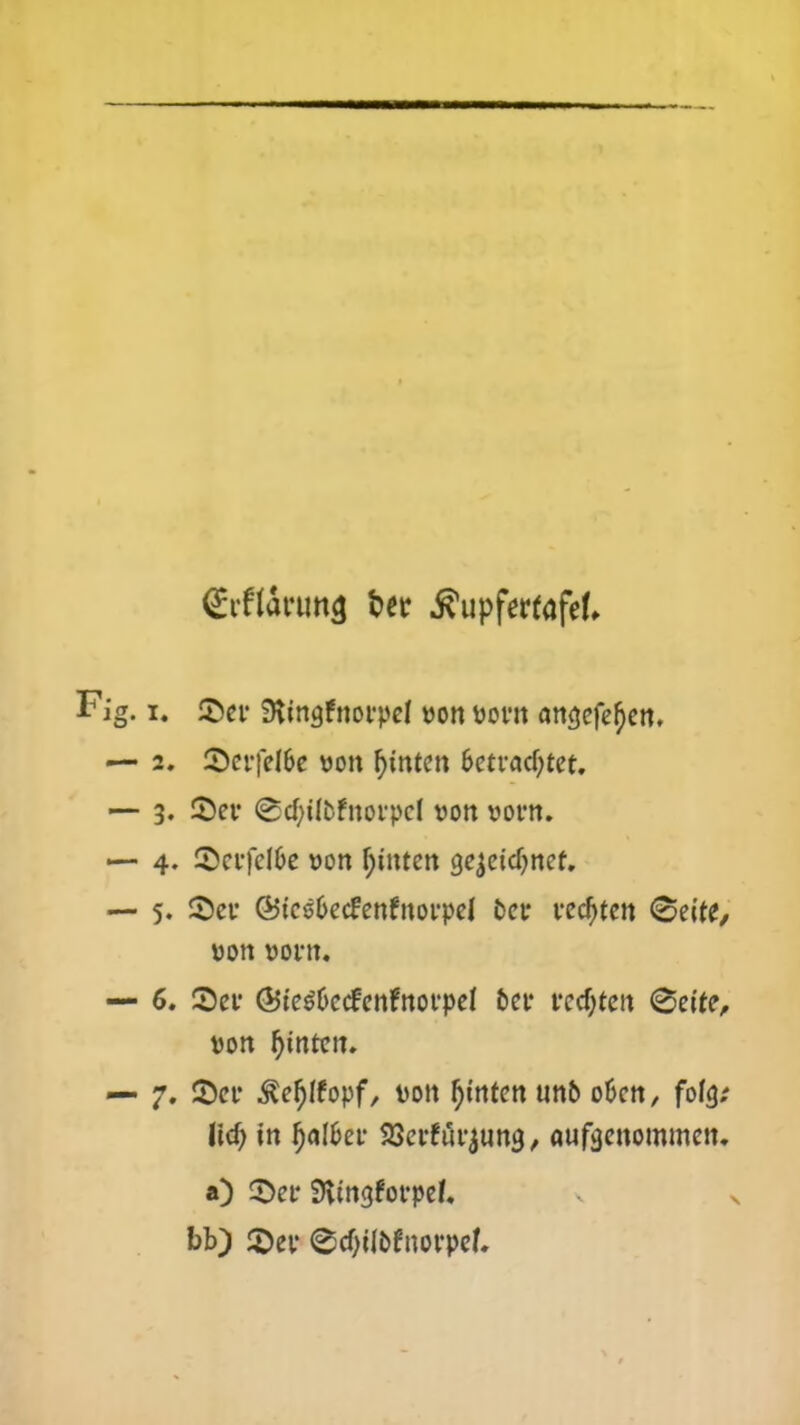 <£rfldruncj fcer .ftupferfafef. 1. ©er Sttwjfnorpel uon uortt an^efe^en, 2. Scrfeloe »on ^tnten 6etrad)tet. 3. 2)er (gdjilofnorpcl von vorn. 4. ©crfeloe x>on fyntcn gejetdjnef. 5. ©er ©ice&ecfenfnorpel bcr rcctyten ©eite, Don »orn. 6. S5er ©te£6ccfenfttorpeI oer recf;ten (Seite, »on fytnten. 7. £cr ^eljlfopf, Don fjtntett uno o6ctt, fola,; lid) tn Ijaloer 23erfurjun9, aufgenommen. a) £>er SKingforpef. bb) ©er ©cfjilofnorpef.