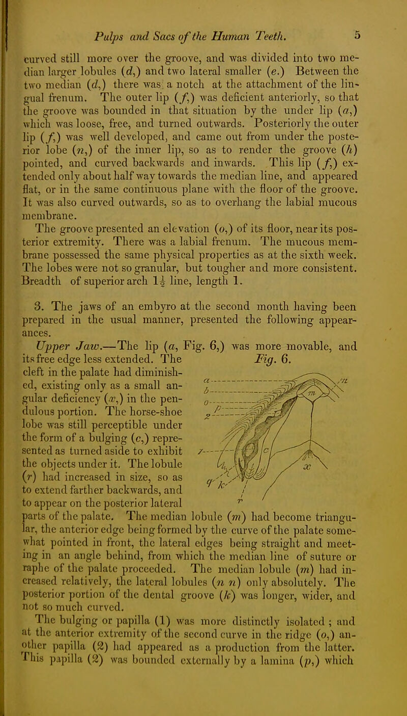 curved still more over the groove, and was divided into two me- dian larger lobules (rf,) and two lateral smaller (e.) Between the two median (rf,) there was. a notch at the attachment of the lin- gual frenum. The outer lip (/,) was deficient anteriorly, so that the groove was bounded in that situation by the under lip (a,) which was loose, free, and turned outwards. Posteriorly the outer lip (/,) was well developed, and came out from under the poste- rior lobe {n,) of the inner lip, so as to render the groove (h) pointed, and curved backwards and inwards. This lip (/,) ex- tended only about half way towards the median line, and appeared flat, or in the same continuous plane with the floor of the groove. It was also curved outwards, so as to overhang the labial mucous membrane. The groove presented an elevation (o,) of its floor, near its pos- terior extremity. There was a labial frenum. The mucous mem- brane possessed the same physical properties as at the sixth week. The lobes were not so granular, but tougher and more consistent. Breadth of superior arch 1^ line, length 1. 3. The jaws of an embyro at the second month having been prepared in the usual manner, presented the following appear- ances. Upper Jatv.—The lip (a, Fig. 6,) was more movable, and its free edge less extended. The Fig. 6. cleft in the palate had diminish- ed, existing only as a small an- gular deficiency (.77,) in the pen- ^ dulous portion. The horse-shoe ^jf.I lobe was still perceptible under the form of a bulging (c,) repre- sentedas turned aside to exhibit ^'/' the objects under it. The lobule Ui {r) had increased in size, so as c/'''^- to extend farther backwards, and to appear on the posterior lateral parts of the palate. The median lobule (m) had become triangu- lar, the anterior edge being formed by the curve of the palate some- what pointed in front, the lateral eilges being straight and meet- ing in an angle behind, from which the median line of suture or raphe of the palate proceeded. The median lobule (m) had in- creased relatively, the lateral lobules n) only absolutely. The posterior portion of the dental groove (A;) was longer, wider, and not so much curved. The bulging or papilla (1) was more distinctly isolated ; and at the anterior extremity of the second curve in the ridge (o,) an- other papilla (2) had appeared as a production from the latter. This papilla (2) was bounded externally by a lamina (p,) which