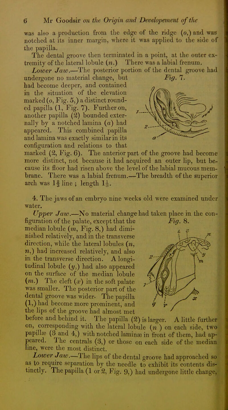 J. -N ■was also a production from the edge of the ridge (o,) and was notched at its inner margin, where it was applied to the side of the papilla. The dental groove then terminated in a point, at the outer ex- tremity of the lateral lobule (w.) There was a labial frenum. Lower Jaw.—The posterior portion of the dental groove had undergone no material change, but had become deeper, and contained in the situation of the elevation marked (o, Fig. 5,) a distinct round- ed papilla (1, Fig. 7). Further on, another papilla (2) bounded exter- nally by a notched lamina (a) had appeared. This combined papilla and lamina was exactly similar in its configuration and relations to that marked (2, Fig. 6). The anterior part of the groove had become more distinct, not because it had acquired an outer lip, but be- cause its floor had risen above the level of the labial mucous mem- brane. There was a labial frenum.—The breadth of the superior arch was If line ; length Ig. 4. The jaws of an embryo nine weeks old were examined under water. Upper Jaw.—No material change had taken place in the con- figuration of the palate, except that the Fig. 8. median lobule (to. Fig. 8,) had dimi- nished relatively, and in the transverse direction, while the lateral lobules (w, w,) had increased relatively, and also in the transverse direction. A longi- tudinal lobule (?/,) had also appeared on the surface of the median lobule (to.) The cleft {cc) in the soft palate was smaller. The posterior part of the dental groove was wider- The papilla (l,)had become more prominent, and the lips of the groove had almost met before and behind it. The papilla (2) is larger. A little further on, corresponding with the lateral lobule (« ) on each side, two papillae (3 and 4,) with notched laminaj in front of them, had ap- peared. The centrals (3,) or those on each side of the median line, were the most distinct. Lower Jaw—The lips of the dental groove had approached so as to require separation by the needle to exhibit its contents dis- tinctly. The papilla (1 or % Fig. 9,) had undergone little change,