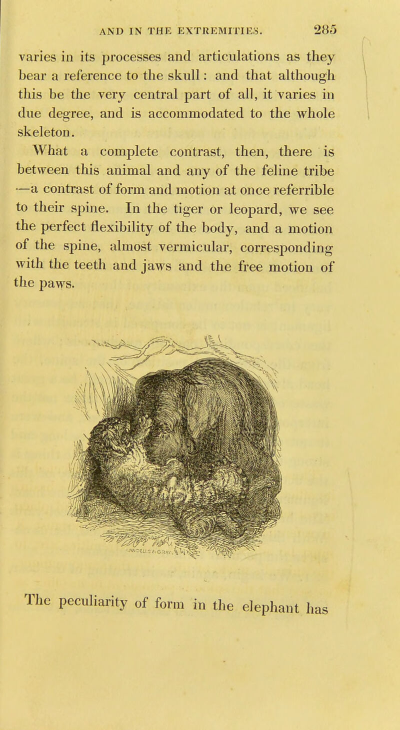 varies in its processes and articulations as they bear a reference to the skull: and that although this be the very central part of all, it varies in due degree, and is accommodated to the whole skeleton. What a complete contrast, then, there is between this animal and any of the feline tribe —a contrast of form and motion at once referrible to their spine. In the tiger or leopard, we see the perfect flexibility of the body, and a motion of the spine, almost vermicular, corresponding with the teeth and jaws and the free motion of the paws. peculiarity of form in the elephant has