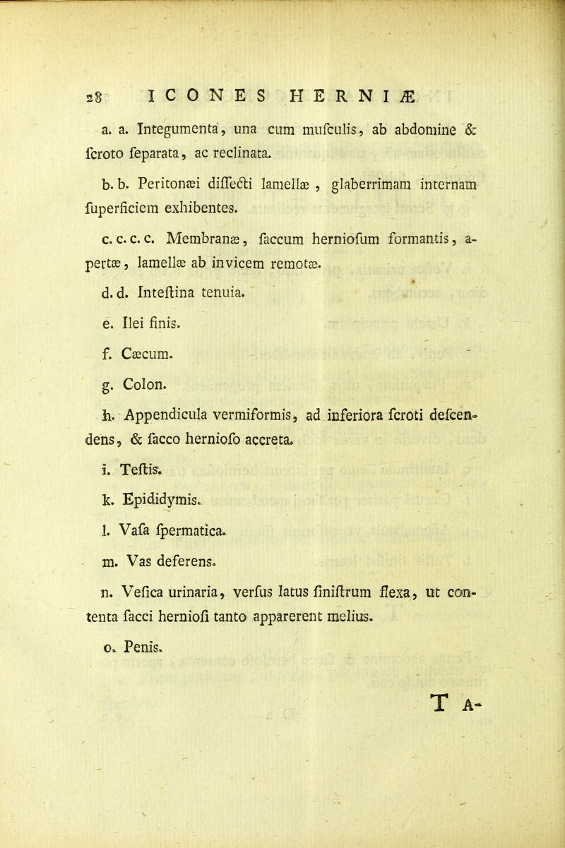 a. a. Integumenta, iina cum mufculis, ab abdoniine & fcroto feparata, ac reclinata. b. b. Peritonasi dilTedi lamellse , glaberrimam internam fuperficiem exhibentes. c. c. c. c. Membranas, faccum herniofum formantis, a- pertse, lamellse ab invicem remotss. d. d. Inteflina tenuia. e. Ilei finis. f. Csecum. g. Colon. h. Appendicula vermiformis, ad inferiora fcroti defcea- dens 5 & facco herniofo accreca* i. Teftis. k. Epididymis. 1. Vafa Ipermatica. m. Vas deferens. n. Vefica urinaria, verfus latus finiftrum flexa, ut coin- tenta facci herniofi tanto apparerent melius. o» Penis.