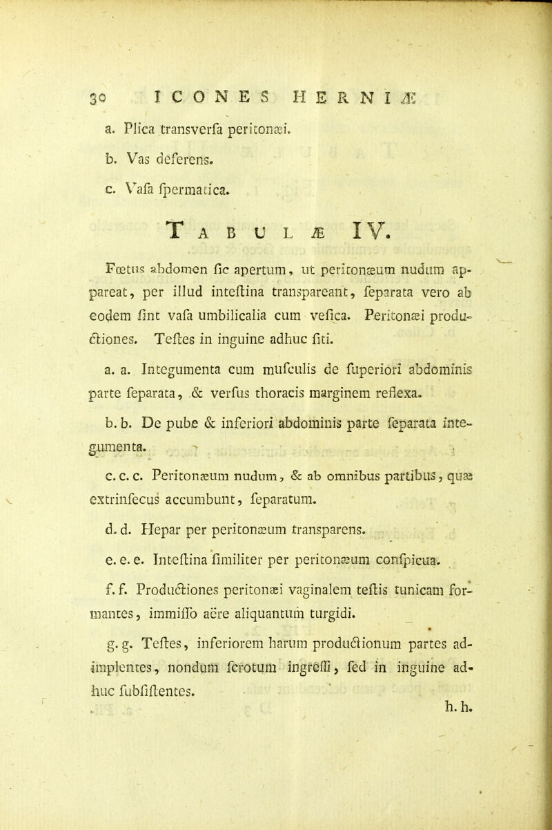 a. Plica transverfa periconffii. b. Vas deferens. c. Vafa Ipermacica. T A B U L IV. Fcetus abdomen fic apertum, iit peritonseum nudara ap- pareat, per illud inteftina transpareant, feparata vero ab €odem fint vafa umbilicaiia cum vefica. Peritonsi produ- cliones. TeHes in inguine adhuc fiti. a. a. Integumenta cum mufculis de fuperiori abdominis parte feparata, & verfus thoracis marginem reflexa. b. b. De pube & inferiori abdominis parte feparata inte- gumenta. c. c. c. Periton^um nudum, & ab omnibus partibus, quas extrinfecus accumbunt, feparatum. d. d. Hepar per peritonjsum transparens. e. e. e. Inteflina fimiliter per peritona^um conlpicua. f. f. Produ6liones peritonaei vaginalem teftis tunicam for- niantes, immiilo acre aliquantuiii turgidi. g. g. Teftes, inferiorem harum produdionum partes ad- jmplentes, nondum fcrotuili ingreffi, fed in inguine ad* huc fubfiflentes. h.h.