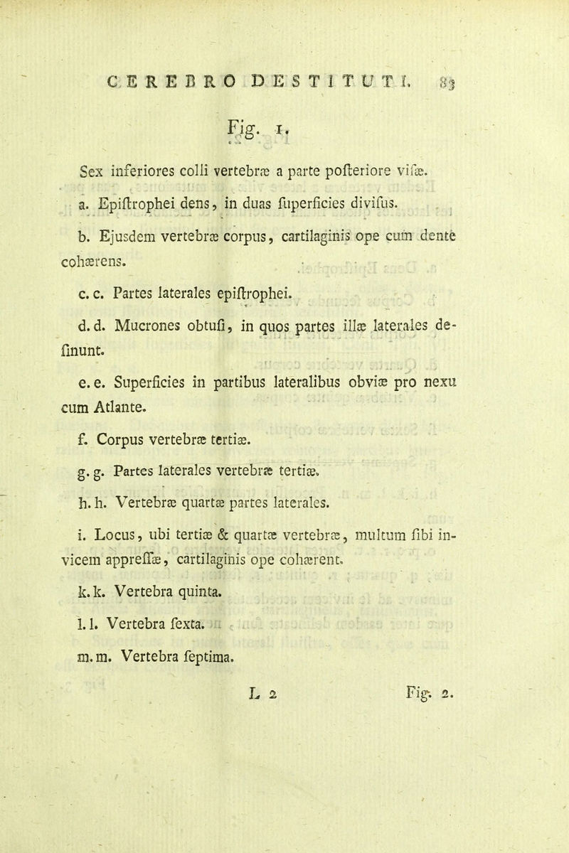 Fig. I, Sex inferiores colli vertebrns a parte polleriore vifie. a. Epiftrophei dens, in duas fiiperficies divifus. b. Ejusdem vertebras corpiis, cartilaginis ope cuin dente cohasrens. c. c. Partes laterales epiflrophei. d. d. Mucrones obtufi, in quos partes illae laterales de- Hnunt. e. e. Superficies in partibus lateralibus ohwix pro nexu cum Atlante. f. Corpus vertebrse tertias. g. g. Partes laterales vertebrse tertiee. h. h. Vertebrse quartse partes laterales. i. Locus, ubi tertise & quartce vertebrae, multum fibi in- vicem apprefi*ae, cartilagihis ope cohKrent» k.k. Vertebra quinta. 1.1. Vertebra fexta. . m. m. Vertebra feptima. L 1 Fig; 2.