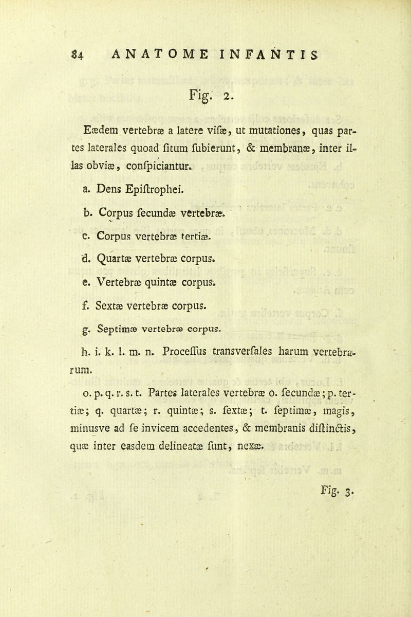 Fig. 2. Esedem vertebrse a latere vifsc, ut mutationes, quas par- tes laterales quoad fitum fubierunt, & membranse, inter il- las obviss, confpiciantur. a. Dens Epiftrophei. b. Corpus fecundse vertebra?» c. Corpus vertebras tertiaa. d. Quartae vertebrse corpus. e. Vertebrae quintae corpus. f. Sextse vertebrae corpus. g. Septimce vertebrce corpus. h. i. k. 1. m. n. ProcefTus transverfales harum vertebra- rum. o. p. q. r. s. t. Partes laterales vertebrae o. fecundcc; p. ter- tiae; q. quartae; r. quintae; s. fextae; t. feptimas, magis, minusve ad fe invicem accedentes, & membranis diflindis, (^ux inter easdem delineatas funt, nexae. Fig. 3.