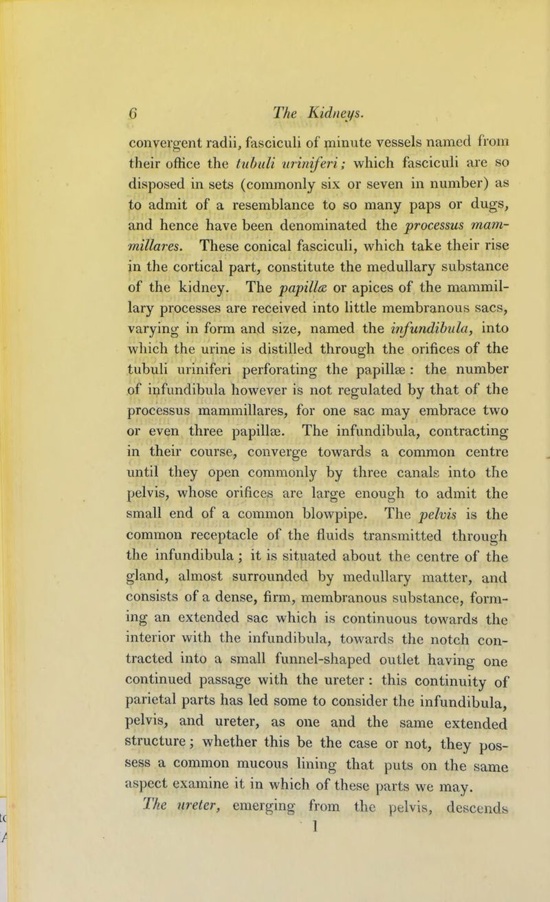 convergent radii, fasciculi of minute vessels named from their office the tubuli uriniferi; which fasciculi are so disposed in sets (commonly six or seven in number) as to admit of a resemblance to so many paps or dugs, and hence have been denominated the processus mam- millares. These conical fasciculi, which take their rise in the cortical part, constitute the medullary substance of the kidney. The papilla or apices of the mammil- lary processes are received into little membranous sacs, varying in form and size, named the infundibula, into which the urine is distilled through the orifices of the tubuli uriniferi perforating the papillae : the number of infundibula however is not regulated by that of the processus mammillares, for one sac may embrace two or even three papillee. The infundibula, contracting in their course, converge towards a common centre until they open commonly by three canals into the pelvis, whose orifices are large enough to admit the small end of a common blowpipe. The pelvis is the common receptacle of the fluids transmitted through the infundibula; it is situated about the centre of the gland, almost surrounded by medullary matter, and consists of a dense, firm, membranous substance, form- ing an extended sac which is continuous towards the interior with the infundibula, towards the notch con- tracted into a small funnel-shaped outlet having one continued passage with the ureter : this continuity of parietal parts has led some to consider the infundibula, pelvis, and ureter, as one and the same extended structure; whether this be the case or not, they pos- sess a common mucous lining that puts on the same aspect examine it in which of these parts we may. The ureter, emerging from the pelvis, descends t( J /