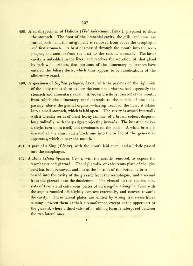 489. A small specimen of Haliotis {Hal. tuberculata, Linn.), prepared to show the stomach. The floor of the branchial cavity, the gills, and anus, are turned back, and the integument is removed from above the oesophagus and first stomach. A bristle is passed through the mouth into the oeso- phagus, and another from the first to the second stomach. The latter cavity is imbedded in the liver, and receives the secretion of that gland by such wide orifices, that portions of the alimentary substances have entered the biliary ducts, which thus appear to be ramifications of the alimentary canal. 490. A specimen of Scyll&a pelagica, Linn., with the parietes of the right side of the body removed, to expose the contained viscera, and especially the stomach and alimentary canal. A brown bristle is inserted at the mouth, from which the alimentary canal extends to the middle of the body, passing above the genital organs :—having reached the liver, it dilates into a small stomach, which is laid open. The cavity is armed internally with a circular series of hard horny laminae, of a brown colour, disposed longitudinally, with sharp edges projecting inwards. The intestine makes a slight turn upon itself, and terminates on the back. A white bristle is inserted at the anus, and a black one into the orifice of the generative apparatus, v.hich is near the mouth. 491. A part of a Slug {Limax), with the mouth laid open, and a bristle passed into the oesophagus. 492. A Bulla {Bulla Ugnaria, Cuv.), with the mantle removed, to expose the oesophagus and gizzard. The right valve or calcareous plate of the giz- zard has been removed, and lies at the bottom of the bottle : a bristle is passed into the cavity of the gizzard from the oesophagus, and a second from the gizzard into the duodenum. The gizzard in this species con- sists of two lateral calcareous plates of an irregular triangular form with the angles rounded off, slightly concave externally, and convex towards the cavity. These lateral plates are united by strong transverse fibres passing between them at their circumference, except at the upper part of the gizzard, where a third valve of an oblong form is interposed between the two lateral ones.