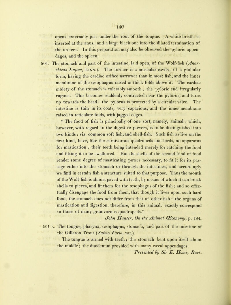 opens externally just under the root of the tongue. A white bristle is inserted at the anus, and a large black one into the dilated termination of the ureters. In this preparation may also be observed the pyloric appen- dages, and the spleen. 501. The stomach and part of the intestine, laid open, of the Wolf-fish {Anar- rhicas Lupus, Linn.). The former is a muscular cavity, of a globular form, having the' cardiac orifice narrower than in most fish, and the inner membrane of the oesophagus raised in thick folds above it. The cardiac moiety of the stomach is tolerably smooth ; the pyloric end irregularly rugous. This becomes suddenly contracted near the pylorus, and turns up towards the head : the pylorus is protected by a circular valve. The intestine is thin in its coats, very capacious, and the inner membrane raised in reticulate folds, with jagged edges.  The food of fish is principally of one sort, namely, animal: which, however, with regard to the digestive powers, is to be distinguished into two kinds ; viz. common soft fish, and shell-fish. Such fish as live on the first kind, have, like the carnivorous quadrupeds and birds, no apparatus for mastication ; their teeth being intended merely for catching the food and fitting it to be swallowed. But the shells of the second kind of food render some degree of masticating power necessary, to fit it for its pas- sage either into the stomach or through the intestines, and accordingly we find in certain fish a structure suited to that purpose. Thus the mouth of the Wolf-fish is almost paved with teeth, by means of which it can break shells to pieces, and fit them for the oesophagus of the fish ; and so effec- tually disengage the food from them, that though it lives upon such hard food, the stomach does not differ from that of other fish : the organs of mastication and digestion, therefore, in this animal, exactly correspond to those of many granivorous quadrupeds. John Hunter, On the Animal (Economy, p. 184. 501 A. The tongue, pharynx, oesophagus, stomach, and part of the intestine of the Gillaroo Trout [Salmo Fario, var.). The tongue is armed with teeth; the stomach bent upon itself about the middle ; the duodenum provided with many cseeal appendages. Presented by Sir E. Home, Bart.