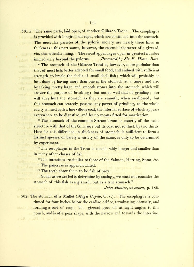 501 B. The same parts, laid open, of another Gillaroo Trout. The oesophagus is provided with longitudinal rugae, which are continued into the stomach. The muscular parietes of the pyloric moiety are nearly three lines in thickness : this part wants, however, the essential character of a gizzard, viz. the cuticular lining. The caecal appendages open in greatest number immediately beyond the pylorus. Presented by Sir E. Home, Bart.  The stomach of the Gillaroo Trout is, however, more globular than that of most fish, better adapted for small food, and endued with sufficient strength to break the shells of small shell-fish; which will probably be best done by having more than one in the stomach at a time; and also by taking pretty large and smooth stones into the stomach, which will answer the purpose of breaking ; but not so well that of grinding; nor will they hurt the stomach as they are smooth, when swallowed; but this stomach can scarcely possess any power of grinding, as the whole cavity is lined with a fine villous coat, the internal surface of which appears everywhere to be digestive, and by no means fitted for mastication.  The stomach of the common Stream Trout is exactly of the same structure with that of the Gillaroo ; but its coat not so thick by two thirds. How far this difference in thickness of stomach is sufficient to form a distinct species, or barely a variety of the same, is only to be determined by experiment.  The oesophagus in the Trout is considerably longer and smaller than in many other classes of fish.  The intestines are similar to those of the Salmon, Herring, Sprat, &c.  The pancreas is appendiculated. The teeth show them to be fish of prey.  So far as we are led to determine by analogy, we must not consider the stomach of this fish as a gizzard, but as a true stomach. John Hunter, ut supra, p. 185. 502. The stomach of a Mullet {MugU Capita, Cuv.). The oesophagus is con- tinued for four inches below the cardiac orifice, terminating obtusely, and forming a sort of crop. The gizzard goes off at right angles to this pouch, and is of a pear shape, w^ith the narrow end towards the intestine.