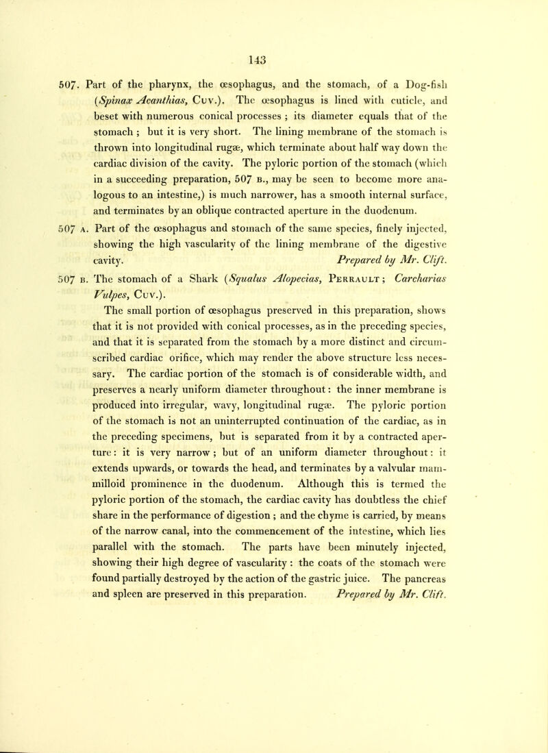 607. Part of the pharynx, the oesophagus, and the stomach, of a Dog-fish [Spinax Acanthias, Cuv.). The oesophagus is Hned with cuticle, and heset with numerous conical processes ; its diameter equals that of the stomach ; but it is very short. The lining membrane of the stomach is thrown into longitudinal rugae, which terminate about half way down the cardiac division of the cavity. The pyloric portion of the stomach (which in a succeeding preparation, 507 b,, may be seen to become more ana- logous to an intestine,) is much narrower, has a smooth internal surface, and terminates by an oblique contracted aperture in the duodenum. 507 A. Part of the oesophagus and stomach of the same species, finely injected, showing the high vascularity of the lining membrane of the digestive cavity. Prepared by Mr. Clift. 507 B. The stomach of a Shark [Squalus Alopecias, Perrault ; Carcharias Vulpes, Cuv.). The small portion of oesophagus preserved in this preparation, shows that it is not provided with conical processes, as in the preceding species, and that it is separated from the stomach by a more distinct and circum- scribed cardiac orifice, which may render the above structure less neces- sary. The cardiac portion of the stomach is of considerable width, and preserves a nearly uniform diameter throughout: the inner membrane is produced into irregular, wavy, longitudinal ruga?. The pyloric portion of the stomach is not an uninterrupted continuation of the cardiac, as in the preceding specimens, but is separated from it by a contracted aper- ture : it is very narrow ; but of an uniform diameter throughout: it extends upwards, or towards the head, and terminates by a valvular mam- milloid prominence in the duodenum. Although this is termed the pyloric portion of the stomach, the cardiac cavity has doubtless the chief share in the performance of digestion ; and the chyme is carried, by means of the narrow canal, into the commencement of the intestine, which lies parallel with the stomach. The parts have been minutely injected, showing their high degree of vascularity : the coats of the stomach were found partially destroyed by the action of the gastric juice. The pancreas and spleen are preserved in this preparation. Prepared by Mr. Clift.