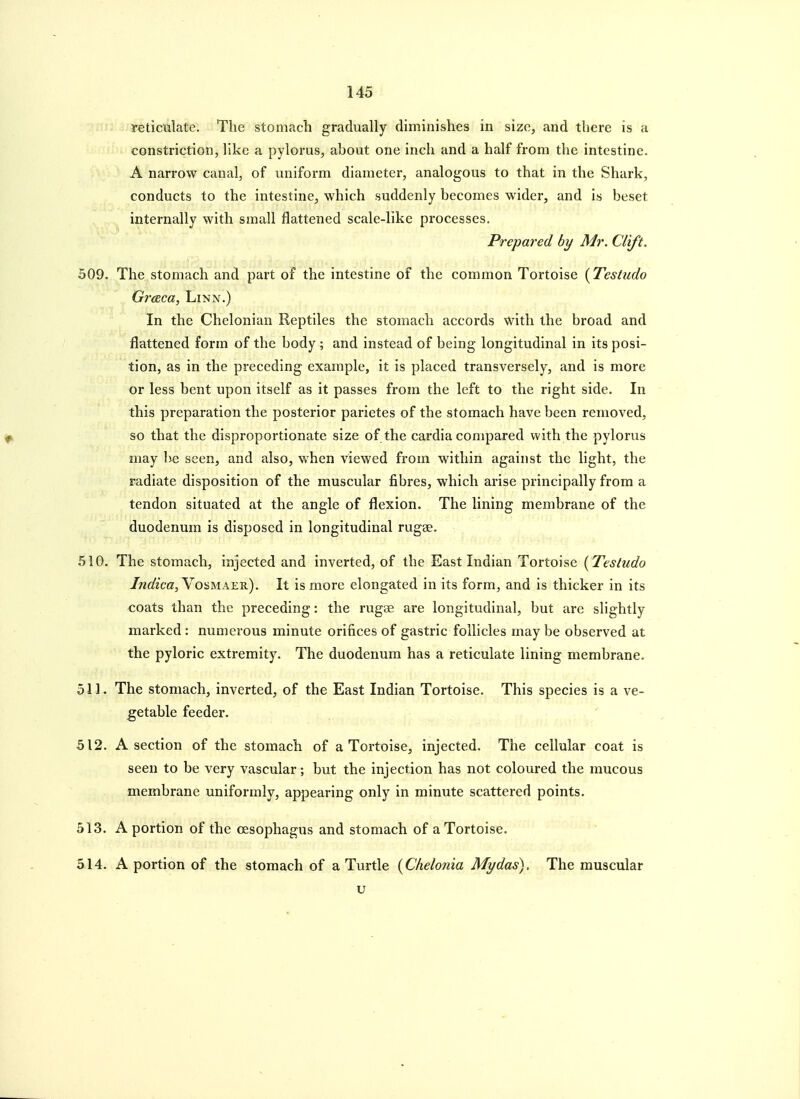 yeticulate. The stomach gradually diminishes in size, and there is a constriction, like a pylorus, ahout one inch and a half from the intestine. A narrow canal, of uniform diameter, analogous to that in the Shark, conducts to the intestine, which suddenly becomes wider, and is beset internally with small flattened scale-like processes. Prepared by Mr. Clift. 509. The stomach and part of the intestine of the common Tortoise {Testudo Graca, Linn.) In the Chelonian Reptiles the stomach accords with the broad and flattened form of the body; and instead of being longitudinal in its posi- tion, as in the preceding example, it is placed transversely, and is more or less bent upon itself as it passes from the left to the right side. In this preparation the posterior parietes of the stomach have been removed, so that the disproportionate size of the cardia compared with the pylorus may be seen, and also, when viewed from within against the light, the radiate disposition of the muscular fibres, which arise principally from a tendon situated at the angle of flexion. The lining membrane of the duodenum is disposed in longitudinal rugse. 510. The stomach, injected and inverted, of the East Indian Tortoise (Testudo Indica,YosMAER). It is more elongated in its form, and is thicker in its -coats than the preceding: the rugse are longitudinal, but are slightly marked : numerous minute orifices of gastric follicles may be observed at the pyloric extremity. The duodenum has a reticulate lining membrane. 511. The stomach, inverted, of the East Indian Tortoise. This species is a ve- getable feeder. 512. A section of the stomach of a Tortoise, injected. The cellular coat is seen to be very vascular; but the injection has not coloured the mucous membrane uniformly, appearing only in minute scattered points. 513. A portion of the oesophagus and stomach of a Tortoise. 514. A portion of the stomach of a Turtle {Chelonia My das). The muscular u