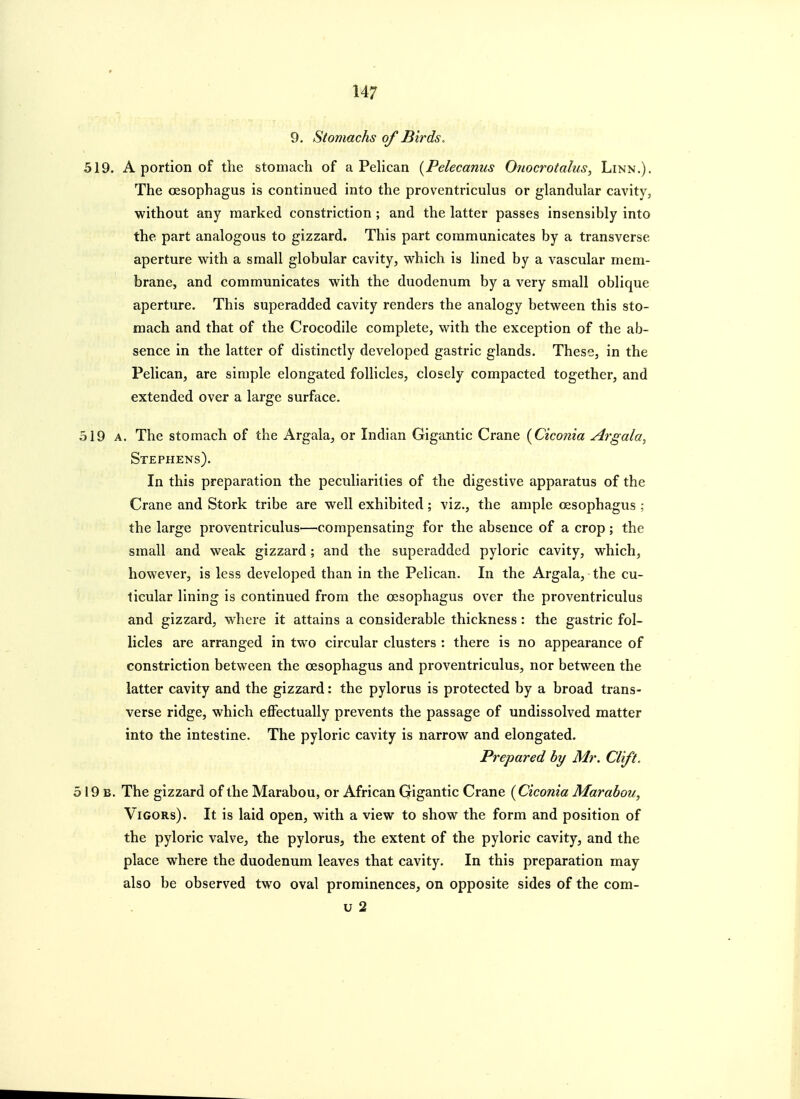 9. Stomachs of Birds. 519. A portion of the stomach of a Pehcan {Pelecanus Oiiocrotalus, Linn.). The oesophagus is continued into the proventriculus or glandular cavity, without any marked constriction ; and the latter passes insensibly into the part analogous to gizzard. This part communicates by a transverse aperture with a small globular cavity, which is lined by a vascular mem- brane, and communicates with the duodenum by a very small oblique aperture. This superadded cavity renders the analogy between this sto- mach and that of the Crocodile complete, with the exception of the ab- sence in the latter of distinctly developed gastric glands. These, in the Pelican, are simple elongated follicles, closely compacted together, and extended over a large surface. 519 A. The stomach of the Argala, or Indian Gigantic Crane {Ciconia Argala, Stephens). In this preparation the peculiarities of the digestive apparatus of the Crane and Stork tribe are well exhibited; viz., the ample oesophagus ; the large proventriculus—compensating for the absence of a crop; the small and weak gizzard; and the superadded pyloric cavity, which, however, is less developed than in the Pelican. In the Argala, the cu- licular lining is continued from the oesophagus over the proventriculus and gizzard, where it attains a considerable thickness : the gastric fol- licles are arranged in two circular clusters : there is no appearance of constriction between the oesophagus and proventriculus, nor between the latter cavity and the gizzard: the pylorus is protected by a broad trans- verse ridge, which effectually prevents the passage of undissolved matter into the intestine. The pyloric cavity is narrow and elongated. Prepared by Mr. Cl'ift. 519 b. The gizzard of the Marabou, or African Gigantic Crane {Ciconia Marabou, Vigors). It is laid open, with a view to show the form and position of the pyloric valve, the pylorus, the extent of the pyloric cavity, and the place where the duodenum leaves that cavity. In this preparation may also be observed two oval prominences, on opposite sides of the com- u 2