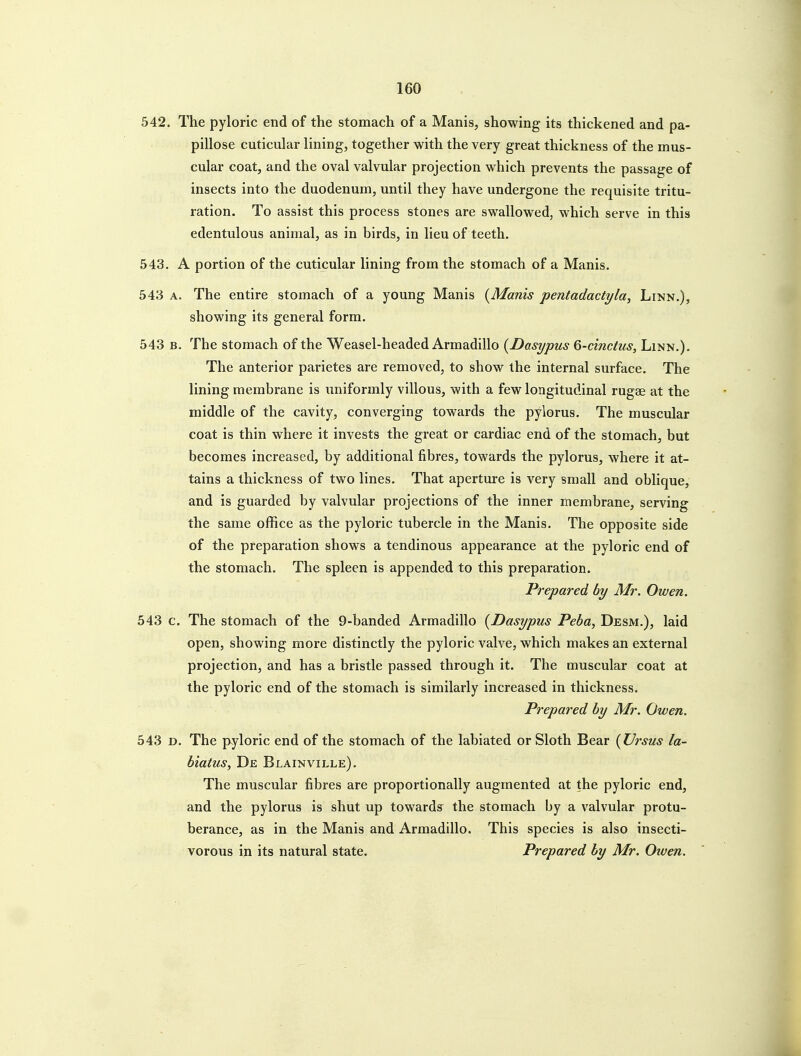 542. The pyloric end of the stomach of a Manis, showing its thickened and pa- pillose cuticular lining, together with the very great thickness of the mus- cular coat, and the oval valvular projection which prevents the passage of insects into the duodenum, until they have undergone the requisite tritu- ration. To assist this process stones are swallowed, which serve in this edentulous animal, as in birds, in lieu of teeth. 543. A portion of the cuticular lining from the stomach of a Manis. 543 A. The entire stomach of a young Manis {Manis pentadactyla, Linn.), showing its general form. 543 B. The stomach of the Weasel-headed Armadillo {Dasypus Q-cinctus, Linn.). The anterior parietes are removed, to show the internal surface. The lining membrane is imiformly villous, with a few longitudinal rugae at the middle of the cavity, converging towards the pylorus. The muscular coat is thin where it invests the great or cardiac end of the stomach, but becomes increased, by additional fibres, towards the pylorus, where it at- tains a thickness of two lines. That aperture is very small and oblique, and is guarded by valvular projections of the inner membrane, serving the same office as the pyloric tubercle in the Manis. The opposite side of the preparation shows a tendinous appearance at the pyloric end of the stomach. The spleen is appended to this preparation. Prepared by Mr. Owen. 543 c. The stomach of the 9-banded Armadillo {Dasypus Peba, Desm.), laid open, showing more distinctly the pyloric valve, which makes an external projection, and has a bristle passed through it. The muscular coat at the pyloric end of the stomach is similarly increased in thickness. Prepared by Mr. Owen. 543 D. The pyloric end of the stomach of the labiated or Sloth Bear {Vrsus la- biatus, De Blainville). The muscular fibres are proportionally augmented at the pyloric end, and the pylorus is shut up towards the stomach by a valvular protu- berance, as in the Manis and Armadillo. This species is also insecti- vorous in its natural state. Prepared by Mr. Owen.