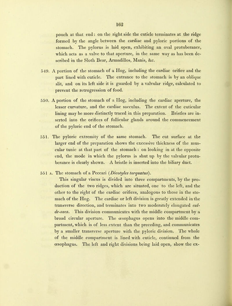 pouch at that end: on the right side the cuticle terminates at the ridge formed by the angle between the cardiac and pyloric portions of the stomach. The pylorus is laid open, exhibiting an oval protuberance, which acts as a valve to that aperture, in the same way as has been de- scribed in the Sloth Bear, Armadillos, Manis, &c. 549. A portion of the stomach of a Hog, including the cardiac orifice and the part lined with cuticle. The entrance to the stomach is by an oblique slit, and on its left side it is guarded by a valvular ridge, calculated to prevent the retrogression of food. 550. A portion of the stomach of a Hog, including the cardiac aperture, the lesser curvature, and the cardiac sacculus. The extent of the cuticular lining may be more distinctly traced in this preparation. Bristles are in- serted into the orifices of follicular glands around the commencement of the pyloric end of the stomach. 551. The pyloric extremity of the same stomach. The cut surface at the larger end of the preparation shows the excessive thickness of the mus- cular tunic at that part of the stomach : on looking in at the opposite end, the mode in which the pylorus is shut up by the valvular protu- berance is clearly shown. A bristle is inserted into the biliary duct. 551 A. The stomach of a Peccari {Dicotyles torquatus). This singular viscus is divided into three compartments, by the pro- duction of the two ridges, which are situated, one to the left, and the other to the right of the cardiac orifices, analogous to those in the sto- mach of the Hog. The cardiac or left division is greatly extended in the transverse direction, and terminates into two moderately elongated cul- de-sacs. This division communicates with the middle compartment by a broad circular aperture. The oesophagus opens into the middle com- partment, which is of less extent than the preceding, and communicates by a smaller transverse aperture with the pyloric division. The whole of the middle compartment is lined with cuticle, continued from the oesophagus. The left and right divisions being laid open, show the ex-