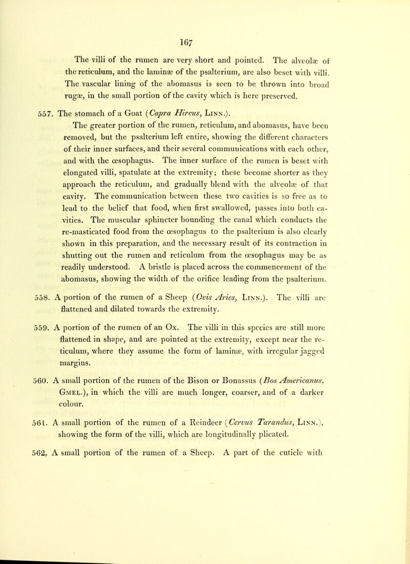The villi of the rumen are very short and pointed. The alveolae of the reticulum, and the laminae of the psalterium, are also beset with villi. The vascular lining of the abomasus is seen to be thrown into broad rugae, in the small portion of the cavity which is here preserved. 557. The stomach of a Goat {Capra Hircus, Linn.). The greater portion of the rumen, reticulum, and abomasus, have been removed, but the psalterium left entire, showing the different characters of their inner surfaces, and their several communications with each other, and with the oesophagus. The inner surface of the rumen is beset with elongated villi, spatulate at the extremity; theSe become shorter as they approach the reticulum, and gradually blend with the alveolae of that cavity. The communication between these two cavities is so free as to lead to the belief that food, when first swallowed, passes into both ca- vities. The muscular sphincter bounding the canal which conducts the re-masticated food from the oesophagus to the psalterium is also clearly shown in this preparation, and the necessary result of its contraction in shutting out the rumen and reticulum from the oesophagus may be as readily understood. A bristle is placed across the commencement of the abomasus, showing the width of the orifice leading from the psalterium. 558. A portion of the rumen of a Sheep {Ovis Aries, Linn.). The villi are flattened and dilated towards the extremity. 559. A portion of the rumen of an Ox. The villi in this species are still more flattened in shape, and are pointed at the extremity, except near the re- ticulum, where they assume the form of laminae, with irregular jagged margins. 560. A small portion of the rumen of the Bison or Bonassus {Bos Americanus, Gmel.), in which the villi are much longer, coarser, and of a darker colour. 561. A small portion of the rumen of a Reindeer {Cervus Tarandus, Linn.), showing the form of the villi, which are longitudinally plicated. 562y A small portion of the rumen of a Sheep. A part of the cuticle with