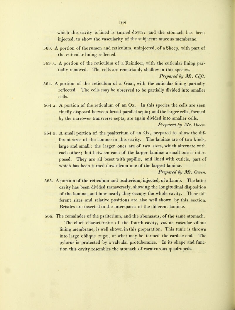 which this cavity is Hned is turned down ; and the stomach has been injected, to show the vascularity of the subjacent mucous membrane. 563. A portion of the rumen and reticulum, uninjected, of a Sheep, with part of the cuticular lining reflected. 563 A. A portion of the reticulum of a Reindeer, with the cuticular lining par- tially removed. The cells are remarkably shallow in this species. Prepared by Mr. Clift. 564. A portion of the reticulum of a Goat, with the cuticular lining partially reflected. The cells may be observed to be partially divided into smaller cells. 564 A. A portion of the reticulum of an Ox. In this species the cells are seen chiefly disposed between broad parallel septa; and the larger cells, formed by the narrower transverse septa, are again divided into smaller cells. Prepared by Mr. Owen. 564 B. A small portion of the psalterium of an Ox, prepared to show the dif- ferent sizes of the laminae in this cavity. The laminse are of two kinds, large and small: the larger ones are of two sizes, which alternate with each other; but between each of the larger laminse a small one is inter- posed. They are all beset with papillae, and lined with cuticle, part of which has been turned down from one of the largest laminae. Prepared by Mr. Owen. 565. A portion of the reticulum and psalterium, injected, of a Lamb. The latter cavity has been divided transversely, showing the longitudinal disposition of the laminae, and how nearly they occupy the whole cavity. Their dif- ferent sizes and relative positions are also well shown by this section. Bristles are inserted in the interspaces of the different laminae. 666. The remainder of the psalterium, and the abomasus, of the same stomach. The chief characteristic of the fourth cavity, viz. its vascular villous lining membrane, is well shown in this preparation. This tunic is thrown into large oblique rugae, at what may be termed the cardiac end. The pylorus is protected by a valvular protuberance. In its shape and func- tion this cavity resembles the stomach of carnivorous quadrupeds.