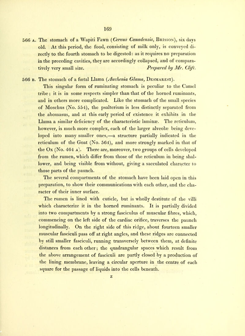 566 A. The stomach of a Wapiti Fawn {Cervus Canadensis, Brisson), six days old. At this period, the food, consisting of milk only, is conveyed di- rectly to the fourth stomach to be digested: as it requires no preparation in the preceding cavities, they are accordingly collapsed, and of compara- tively very small size. Prepared by Mr. Clift. 566 B. The stomach of a foetal Llama {Auchenia Glama, Desmarest). This singular form of ruminating stomach is peculiar to the Camel tribe ; it is in some respects simpler than that of the horned ruminants, and in others more complicated. Like the stomach of the small species of Moschus (No. 554), the psalterium is less distinctly separated from the aboraasus, and at this early period of existence it exhibits in the Llama a similar deficiency of the characteristic laminae. The reticulum, however, is much more complex, each of the larger alveolae being deve- loped into many smaller ones,—a structure partially indicated in the reticulum of the Goat (No. 564), and more strongly marked in that of the Ox (No. 464 a). There are, moreover, two groups of cells developed from the rumen, which differ from those of the reticulum in being shal- lower, and being visible from without, giving a sacculated character to those parts of the paunch. The several compartments of the stomach have been laid open in this preparation, to show their communications with each other, and the cha- racter of their inner surface. The rumen is lined with cuticle, but is wholly destitute of the villi which characterize it in the horned ruminants. It is partially divided into two compartments by a strong fasciculus of muscular fibres, which, commencing on the left side of the cardiac orifice, traverses the paunch longitudinally. On the right side of this ridge, about fourteen smaller muscular fasciculi pass off at right angles, and these ridges are connected by still smaller fasciculi, running transversely between them, at definite distances from each other; the quadrangular spaces which result from the above arrangement of fasciculi are partly closed by a production of the lining membrane, leaving a circular aperture in the centre of each square for the passage of liquids into the cells beneath. z
