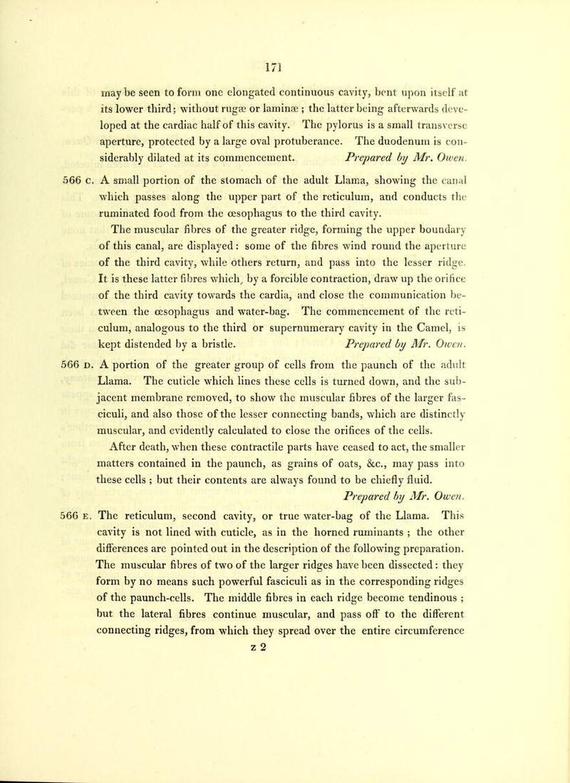 maybe seen to form one elongated continuous cavity, bent upon itself at its lower third; without rugae or laminae ; the latter being afterwards deve- loped at the cardiac half of this cavity. The pylorus is a small transverse aperture, protected by a large oval protuberance. The duodenum is con- siderably dilated at its commencement. Prepared by Mr. Owen. 566 c. A small portion of the stomach of the adult Llama, showing the canal which passes along the upper part of the reticulum, and conducts the ruminated food from the oesophagus to the third cavity. The muscular fibres of the greater ridge, forming the upper boundary of this canal, are displayed: some of the fibres wind round the aperture of the third cavity, while others return, and pass into the lesser ridge. It is these latter fibres which^ by a forcible contraction, draw up the orifice of the third cavity towards the cardia, and close the communication be- tween the oesophagus and water-bag. The commencement of the reti- culum, analogous to the third or supernumerary cavity in the Camel, is kept distended by a bristle. Prepared by Mr. Owen. 566 D. A portion of the greater group of cells from the paunch of the adult Llama. The cuticle which lines these cells is turned down, and the sub- jacent membrane removed, to show the muscular fibres of the larger fas- ciculi, and also those of the lesser connecting bands, which are distinctly muscular, and evidently calculated to close the orifices of the cells. After death, when these contractile parts have ceased to act, the smaller matters contained in the paunch, as grains of oats, &c., may pass into these cells ; but their contents are always found to be chiefly fluid. Prepared by Mr. Owen. 566 E. The reticulum, second cavity, or true water-bag of the Llama. This cavity is not lined with cuticle, as in the horned ruminants ; the other differences are pointed out in the description of the following preparation. The muscular fibres of two of the larger ridges have been dissected : they form by no means such powerful fasciculi as in the corresponding ridges of the paunch-cells. The middle fibres in each ridge become tendinous ; but the lateral fibres continue muscular, and pass off to the different connecting ridges, from which they spread over the entire circumference z 2
