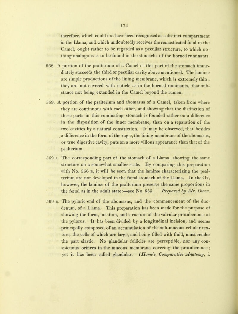 therefore, which could not have been recognised as a distinct compartment in the Llama, and/which undoubtedly receives the remasticated food in the Camel, ought rather to be regarded as a peculiar structure, to which no- thing analogous is to be found in the stomachs of the horned ruminants. 568. A portion of the psalterium of a Camel:—this part of the stomach imme- diately succeeds the third or peculiar cavity above mentioned. The laminae are simple productions of the lining membrane, which is extremely thin ; they are not covered with cuticle as in the horned ruminants, that sub- stance not being extended in the Camel beyond the rumen. 569. A portion of the psalterium and abomasus of a Camel, taken from where they are continuous with each other, and showing that the distinction of these parts in this ruminating stomach is founded rather on a difference in the disposition of the inner membrane, than on a separation of the two cavities by a natural constriction. It may be observed, that besides . a difference in the form of the rugae, the lining membrane of the abomasus, or true digestive cavity, puts on a more villous appearance than that of the psalterium. 569 A. The corresponding part of the stomach of a Llama, showing the same structure on a somewhat smaller scale. By comparing this preparation with No. 566 it will be seen that the laminae characterizing the psal- terium are not developed in the foetal stomach of the Llama. In the Ox, however, the laminae of the psalterium preserve the same proportions in the fcetal as in the adiilt state:—see No. 555. Prepared hy Mr. Owen. 569 B. The pyloric end of the abomasus, and the commencement of the duo- denum, of a Llama. This preparation has been made for the purpose of showing the form, position, and structure of the valvular protuberance at the pylorus. It has been divided by a longitudinal incision, and seems principally composed of an accumulation of the sub-mucous cellular tex- ture, the cells of which are large, and being filled with fluid, must render the part elastic. No glandular follicles are perceptible, nor any con- spicuous orifices in the mucous membrane covering the protuberance; yet it has been called glandular. {Homes Comparative Anatomy, i.