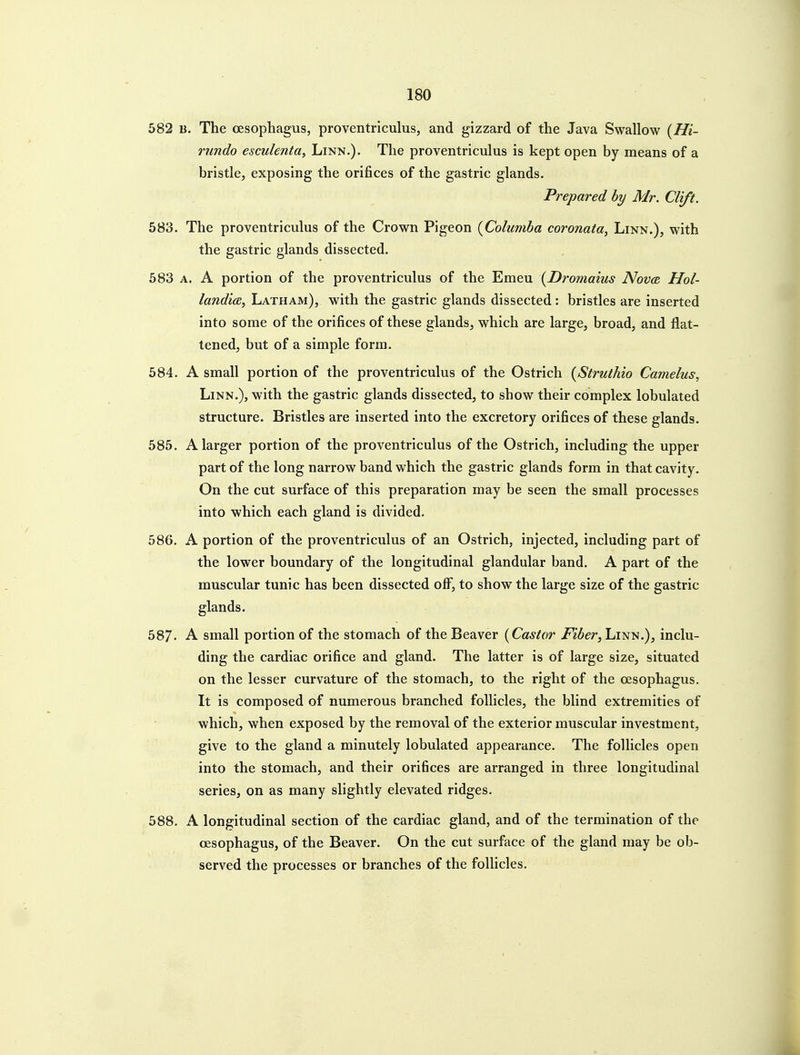 582 B. The oesophagus, proventriculus, and gizzard of the Java Swallow {Hi- rundo esculenta, Linn.). The proventriculus is kept open by means of a bristle, exposing the orifices of the gastric glands. Prepared by Mr. Clift. 583. The proventriculus of the Crown Pigeon {Columha coronata, Linn.), with the gastric glands dissected. 583 A. A portion of the proventriculus of the Emeu {Dromaius Nova Hol- landicB, Latham), with the gastric glands dissected: bristles are inserted into some of the orifices of these glands, which are large, broad, and flat- tened, but of a simple form. 584. A small portion of the proventriculus of the Ostrich {Struthio Camelus, Linn.), with the gastric glands dissected, to show their complex lobulated structure. Bristles are inserted into the excretory orifices of these glands. 585. A larger portion of the proventriculus of the Ostrich, including the upper part of the long narrow band which the gastric glands form in that cavity. On the cut surface of this preparation may be seen the small processes into which each gland is divided. 586. A portion of the proventriculus of an Ostrich, injected, including part of the lower boundary of the longitudinal glandular band. A part of the muscular tunic has been dissected off, to show the large size of the gastric glands. 587- A small portion of the stomach of the Beaver {Castor Fiber,'Lm-a.), inclu- ding the cardiac orifice and gland. The latter is of large size, situated on the lesser curvature of the stomach, to the right of the oesophagus. It is composed of numerous branched follicles, the blind extremities of which, when exposed by the removal of the exterior muscular investment, give to the gland a minutely lobulated appearance. The follicles open into the stomach, and their orifices are arranged in three longitudinal series, on as many slightly elevated ridges. 588. A longitudinal section of the cardiac gland, and of the termination of the oesophagus, of the Beaver. On the cut surface of the gland may be ob- served the processes or branches of the follicles.