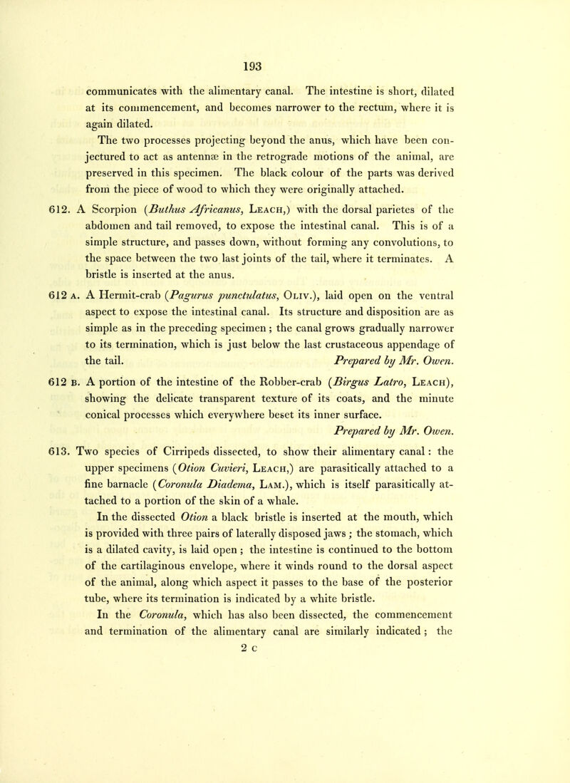 communicates with the alimentary canal. The intestine is short, dilated at its commencement, and becomes narrower to the rectmn, where it is again dilated. The two processes projecting beyond the anus, which have been con- jectured to act as antennae in the retrograde motions of the animal, are preserved in this specimen. The black colour of the parts was derived from the piece of wood to which they were originally attached. 612. A Scorpion {Buthus Africanus, Leach,) with the dorsal parietes of the abdomen and tail removed, to expose the intestinal canal. This is of a simple structure, and passes down, without forming any convolutions, to the space between the two last joints of the tail, where it terminates. A bristle is inserted at the anus. 612 a. a Hermit-crab {Pagurus punchdatus, Oliv.), laid open on the ventral aspect to expose the intestinal canal. Its structure and disposition are as simple as in the preceding specimen ; the canal grows gradually narrower to its termination, which is just below the last crustaceous appendage of the tail. Prepared by Mr. Owen. 612 B. A portion of the intestine of the Robber-crab [Birgus Latro, Leach), showing the delicate transparent texture of its coats, and the minute conical processes which everywhere beset its inner surface. Prepared by Mr. Owen. 613. Two species of Cirripeds dissected, to show their alimentary canal: the upper specimens {Otion Cuvieri, Leach,) are parasitically attached to a fine barnacle {Coronula Diadema, Lam.), which is itself parasitically at- tached to a portion of the skin of a whale. In the dissected Otion a black bristle is inserted at the mouth, which is provided with three pairs of laterally disposed jaws ; the stomach, which is a dilated cavity, is laid open ; the intestine is continued to the bottom of the cartilaginous envelope, where it winds round to the dorsal aspect of the animal, along which aspect it passes to the base of the posterior tube, where its termination is indicated by a white bristle. In the Coronula, which has also been dissected, the commencement and termination of the alimentary canal are similarly indicated ; the