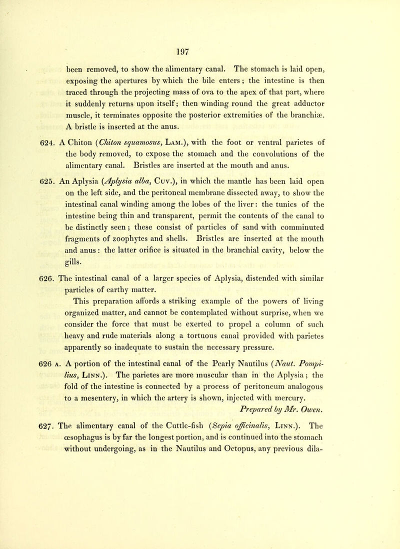 been removed, to show^ the alimentary canal. The stomach is laid open, exposing the apertures by which the bile enters ; the intestine is then traced through the projecting mass of ova to the apex of that part, where it suddenly returns upon itself; then winding round the great adductor muscle, it terminates opposite the posterior extremities of the branchiae. A bristle is inserted at the anus. 624. A Chiton {Chiton squamosus,'L\M.),v^\t\\ the foot or ventral parietes of the body removed, to expose the stomach and the convolutions of the alimentary canal. Bristles are inserted at the mouth and anus. 625. An Aplysia {Aplysia alba, Cuv.), in which the mantle has been laid open on the left side, and the peritoneal membrane dissected away, to show the intestinal canal winding among the lobes of the liver: the tunics of the intestine being thin and transparent, permit the contents of the canal to be distinctly seen; these consist of particles of sand with comminuted fragments of zoophytes and shells. Bristles are inserted at the mouth and anus : the latter orifice is situated in the branchial cavity, below the gills. 626. The intestinal canal of a larger species of Aplysia, distended with similar particles of earthy matter. This preparation affords a striking example of the powers of living organized matter, and cannot be contemplated without surprise, when we consider the force that must be exerted to propel a column of such heavy and rude materials along a tortuous canal provided with parietes apparently so inadequate to sustain the necessary pressure. 626 A. A portion of the intestinal canal of the Pearly Nautilus {Naut. Pompi- lius. Linn.). The parietes are more muscular than in the Aplysia; the fold of the intestine is connected by a process of peritoneum analogous to a mesentery, in which the artery is shown, injected with mercury. Prepared by Mr. Owen. 627. The alimentary canal of the Cuttle-fish {Sepia officinalis, Linn.). The oesophagus is by far the longest portion, and is continued into the stomach without undergoing, as in the Nautilus and Octopus, any previous dila-