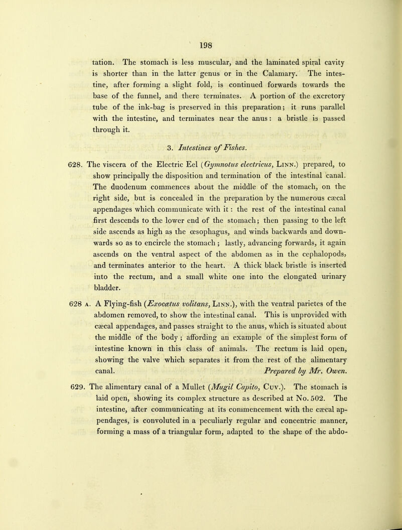 tation. The stomach is less muscular, and the laminated spiral cavity is shorter than in the latter genus or in the Calamary. The intes- tine, after forming a slight fold, is continued forwards towards the base of the funnel, and there terminates. A portion of the excretory tube of the ink-bag is preserved in this preparation; it runs parallel with the intestine, and terminates near the anus: a bristle is passed through it. 3. Intestines of Fishes. 628. The viscera of the Electric Eel {Gymnotus electricus, Linn.) prepared, to show principally the disposition and termination of the intestinal canal. The duodenum commences about the middle of the stomach, on the right side, but is concealed in the preparation by the numerous caecal appendages which communicate with it: the rest of the intestinal canal first descends to the lower end of the stomach; then passing to the left side ascends as high as the oesophagus, and winds backwards and down- wards so as to encircle the stomach; lastly, advancing forwards, it again ascends on the ventral aspect of the abdomen as in the cephalopodsj and terminates anterior to the heart. A thick black bristle is inserted into the rectum, and a small white one into the elongated urinary bladder. 628 A. A Flying-fish {Exocatus volitans^ Linn.), with the ventral parietes of the abdomen removed, to show the intestinal canal. This is unprovided with caecal appendages, and passes straight to the anus, which is situated about the middle of the body ; affording an example of the simplest form of intestine known in this class of animals. The rectum is laid open, showing the valve which separates it from the rest of the alimentary canal. Prepared by Mr. Owen. 629. The alimentary canal of a Mullet {Mugil Capita, Cuv.). The stomach is laid open, showing its complex structure as described at No. 502. The intestine, after communicating at its commencement with the caecal ap- pendages, is convoluted in a peculiarly regular and concentric manner, forming a mass of a triangular form, adapted to the shape of the abdo-