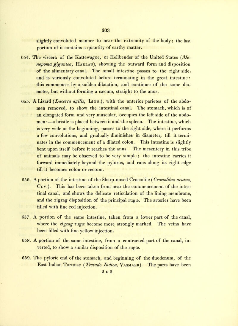 slightly convoluted manner to near the extremity of the body; the last portion of it contains a quantity of earthy matter. 654. The viscera of the Kattewagoe, or Hellbender of the United States i^Me- nopoma gigantea, Harlan), showing the outward form and disposition of the alimentary canal. The small intestine passes to the right side, and is variously convoluted before terminating in the great intestine : this commences by a sudden dilatation, and continues of the same dia- meter, but without forming a caecum, straight to the anus. 655. A.\AZdiXdi {Lacerta agilis, Linn.), with the anterior parietes of the abdo- men removed, to show the intestinal canal. The stomach, which is of an elongated form and very muscular, occupies the left side of the abdo- men :—a bristle is placed between it and the spleen. The intestine, which is very wide at the beginning, passes to the right side, where it performs a few convolutions, and gradually diminishes in diameter, till it termi- nates in the commencement of a dilated colon. This intestine is slightly bent upon itself before it reaches the anus. The mesentery in this tribe of animals may be observed to be very simple ; the intestine carries it forward immediately beyond the pylorus, and runs along its right edge till it becomes colon or rectum. 656. A portion of the intestine of the Sharp-nosed Crocodile {Crocodilus acutus, Cuv.). This has been taken from near the commencement of the intes- tinal canal, and shows the delicate reticulation of the lining membrane, and the zigzag disposition of the principal rugue. The arteries have been filled with fine red injection. 657. A portion of the same intestine, taken from a lower part of the canal, where the zigzag rugae become more strongly marked. The veins have been filled with fine yellow injection. 658. A portion of the same intestine, from a contracted part of the canal, in- verted, to show a similar disposition of the rugae. 659. The pyloric end of the stomach, and beginning of the duodenum, of the East Indian Tortoise {Testudo Indica, Vasmaer). The parts have been 2 D 2