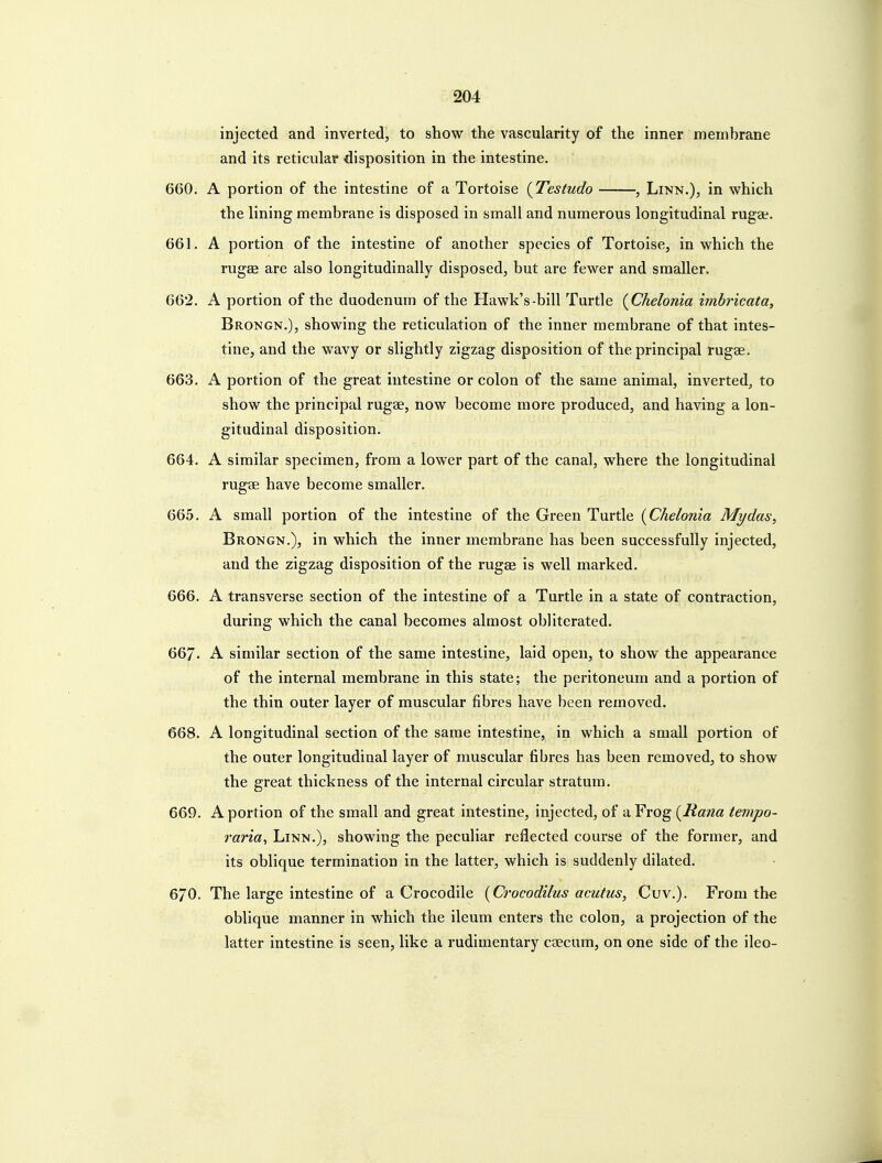 injected and inverted, to show the vascularity of the inner membrane and its reticular disposition in the intestine. 660. A portion of the intestine of a Tortoise {Testudo , Linn.), in which the lining membrane is disposed in small and numerous longitudinal rugae. 661. A portion of the intestine of another species of Tortoise, in which the rugas are also longitudinally disposed, but are fewer and smaller. 662. A portion of the duodenum of the Hawk's-bill Turtle {Chelonia wihricata, Brongn.), showing the reticulation of the inner membrane of that intes- tine, and the wavy or slightly zigzag disposition of the principal rugae. 663. K portion of the great intestine or colon of the same animal, inverted^ to show the principal rugae, now become more produced, and having a lon- gitudinal disposition. 664. A similar specimen, from a lower part of the canal, where the longitudinal rugae have become smaller. 665. A small portion of the intestine of the Green Turtle {Chelonia My das, Brongn.), in which the inner membrane has been successfully injected, and the zigzag disposition of the rugae is well marked. 666. A transverse section of the intestine of a Turtle in a state of contraction, during which the canal becomes almost obliterated. 667. A similar section of the same intestine, laid open, to show the appearance of the internal membrane in this state; the peritoneum and a portion of the thin outer layer of muscular fibres have been removed. 668. A longitudinal section of the same intestine, in which a small portion of the outer longitudinal layer of muscular fibres has been removed, to show the great thickness of the internal circular stratum. 669. A portion of the small and great intestine, injected, of a Frog {Rana tempo- raria, Linn.), showing the peculiar reflected course of the former, and its oblique termination in the latter, which is suddenly dilated. 670. The large intestine of a Crocodile [Crocodilus acutus, Cuv.). From the oblique manner in which the ileum enters the colon, a projection of the latter intestine is seen, like a rudimentary caecum, on one side of the ileo-