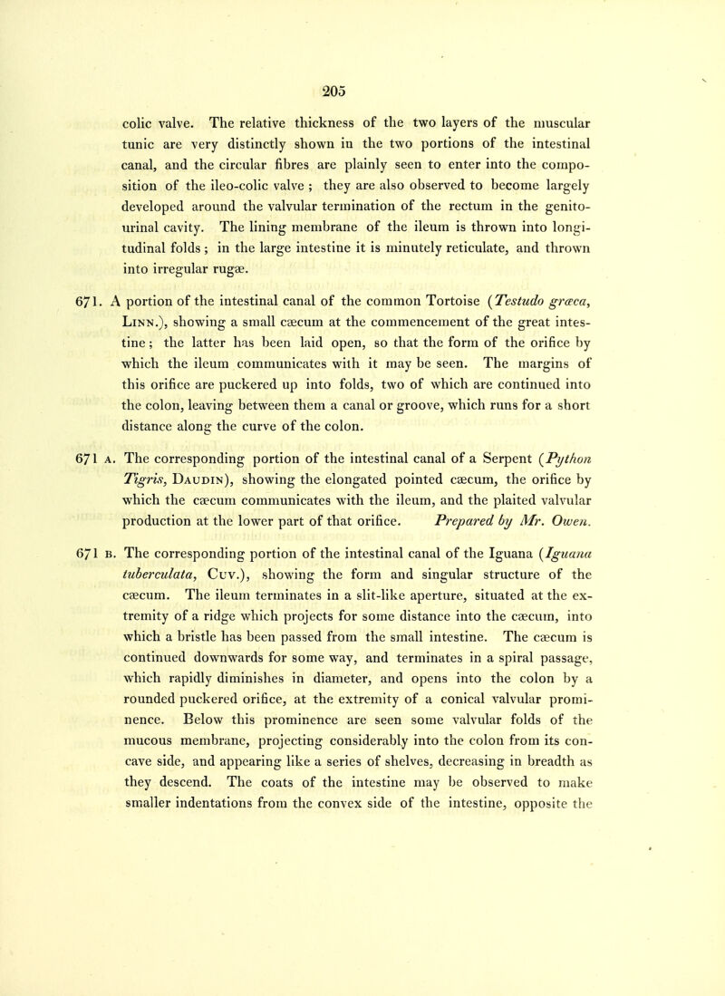 s. colic valve. The relative thickness of the two layers of the muscular tunic are very distinctly shown in the two portions of the intestinal canal, and the circular fibres are plainly seen to enter into the compo- sition of the ileo-colic valve ; they are also observed to become largely developed around the valvular termination of the rectum in the genito- urinal cavity. The lining membrane of the ileum is thrown into longi- tudinal folds ; in the large intestine it is minutely reticulate, and thrown into irregular rugse. 671. A portion of the intestinal canal of the common Tortoise {Testudo graca. Linn.), showing a small caecum at the commencement of the great intes- tine ; the latter has been laid open, so that the form of the orifice by which the ileum communicates with it may be seen. The margins of this orifice are puckered up into folds, two of which are continued into the colon, leaving between them a canal or groove, which runs for a short distance along the curve of the colon. 671 A. The corresponding portion of the intestinal canal of a Serpent {^Python Tigris, Daudin), showing the elongated pointed caecum, the orifice by which the caecum communicates with the ileum, and the plaited valvular production at the lower part of that orifice. Prepared by Mr. Owen. 671 B, The corresponding portion of the intestinal canal of the Iguana {Iguaria iuberculata, Cuv.), showing the form and singular structure of the caecum. The ileum terminates in a slit-like aperture, situated at the ex- tremity of a ridge which projects for some distance into the caecum, into which a bristle has been passed from the small intestine. The caecum is continued downwards for some way, and terminates in a spiral passage, which rapidly diminishes in diameter, and opens into the colon by a rounded puckered orifice, at the extremity of a conical valvular promi- nence. Below this prominence are seen some valvular folds of the mucous membrane, projecting considerably into the colon from its con- cave side, and appearing like a series of shelves, decreasing in breadth as they descend. The coats of the intestine may be observed to make smaller indentations from the convex side of the intestine, opposite the