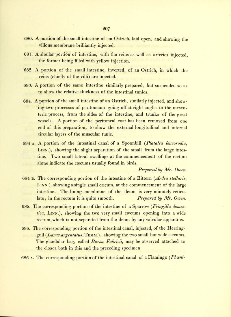 680. A portion of the small intestine of an Ostrich, laid open, and showing the villous membrane brilliantly injected. 681. A similar portion of intestine, with the veins as well as arteries injected, the former being filled with yellow injection. 682. A portion of the small intestine, inverted, of an Ostrich, in which the veins (chiefly of the villi) are injected. 683. A portion of the same intestine similarly prepared, but suspended so as to show the relative thickness of the intestinal tunics. 684. A portion of the small intestine of an Ostrich, similarly injected, and show- ing two processes of peritoneum going off at right angles to the mesen- teric process, from the sides of the intestine, and trunks of the great vessels. A portion of the peritoneal coat has been removed from one end of this preparation, to show the external longitudinal and internal circular layers of the muscular tunic. 684 A. A portion of the intestinal canal of a Spoonbill {Platalea leucorodia. Linn.), showing the slight separation of the small from the large intes- tine. Two small lateral swellings at the commencement of the rectum alone indicate the csecums usually found in birds. Prepared by Mr. Owen. 684 B. The corresponding portion of the intestine of a Bittern {Ardea stellaris, Linn.), showing a single small caecum, at the commencement of the large intestine. The lining membrane of the ileum is very minutely reticu- late ; in the rectum it is quite smooth. Prepared by Mr. Owen. 685. The corresponding portion of the intestine of a Sparrow {Fringilla domes- tica, Linn.), showing the two very small ca^cums opening into a wide rectum, which is not separated from the ileum by any valvular apparatus. 686. The corresponding portion of the intestinal canal, injected, of the Herring- gull {Larus argentatus, Temm.), showing the two small but wide caecums. The glandular bag, called Bursa Fabricii, may be observed attached to the cloaca both in this and the preceding specimen. 686 A. The corresponding portion of the intestinal canal of a Flamingo {Phoeni-