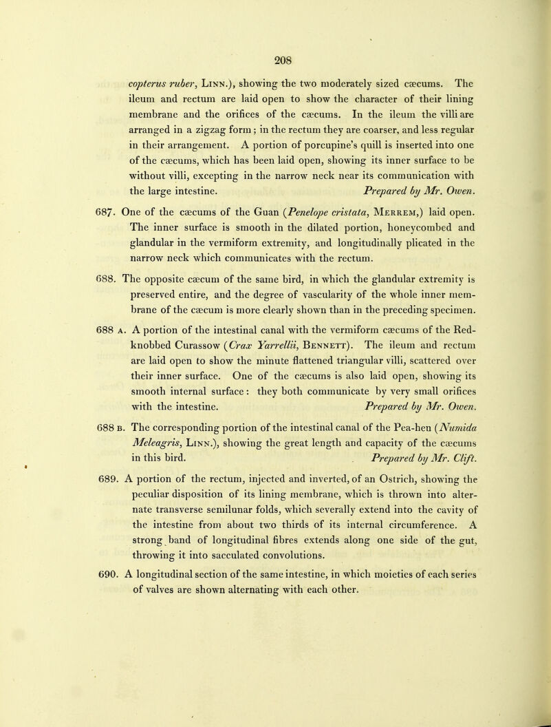 copterus ruber, Linn.), showing the two moderately sized caecums. The ileum and rectum are laid open to show the character of their lining membrane and the orifices of the caecums. In the ileum the villi are arranged in a zigzag form; in the rectum they are coarser, and less regular in their arrangement. A portion of porcupine's quill is inserted into one of the caecums, which has been laid open, showing its inner surface to be without villi, excepting in the narrow neck near its communication with the large intestine. Prepared by Mr. Oiven. 687- One of the caecums of the Guan {Penelope cristata, Merrem,) laid open. The inner surface is smooth in the dilated portion, honeycombed and glandular in the vermiform extremity, and longitudinally plicated in the narrow neck which communicates with the rectum. 688. The opposite caecum of the same bird, in which the glandular extremity is preserved entire, and the degree of vascularity of the whole inner mem- brane of the caecum is more clearly shown than in the preceding specimen. 688 A. A portion of the intestinal canal with the vermiform caecums of the Red- knobbed Curassow {Crax Yarrellii, Bennett). The ileum and rectum are laid open to show the minute flattened triangular villi, scattered over their inner surface. One of the caecums is also laid open, showing its smooth internal surface: they both communicate by very small orifices with the intestine. Prepared by Mr. Oiven. 688 B. The corresponding portion of the intestinal canal of the Pea-hen (yNumida Meleagris, Linn.), showing the great length and capacity of the caecums in this bird. . Prepared by Mr. Clift. 689. A portion of the rectum, injected and inverted, of an Ostrich, showing the peculiar disposition of its lining membrane, which is thrown into alter- nate transverse semilunar folds, which severally extend into the cavity of the intestine from about two thirds of its internal circumference. A strong band of longitudinal fibres extends along one side of the gut, throwing it into sacculated convolutions. 690. A longitudinal section of the same intestine, in which moieties of each series of valves are shown alternating with each other.