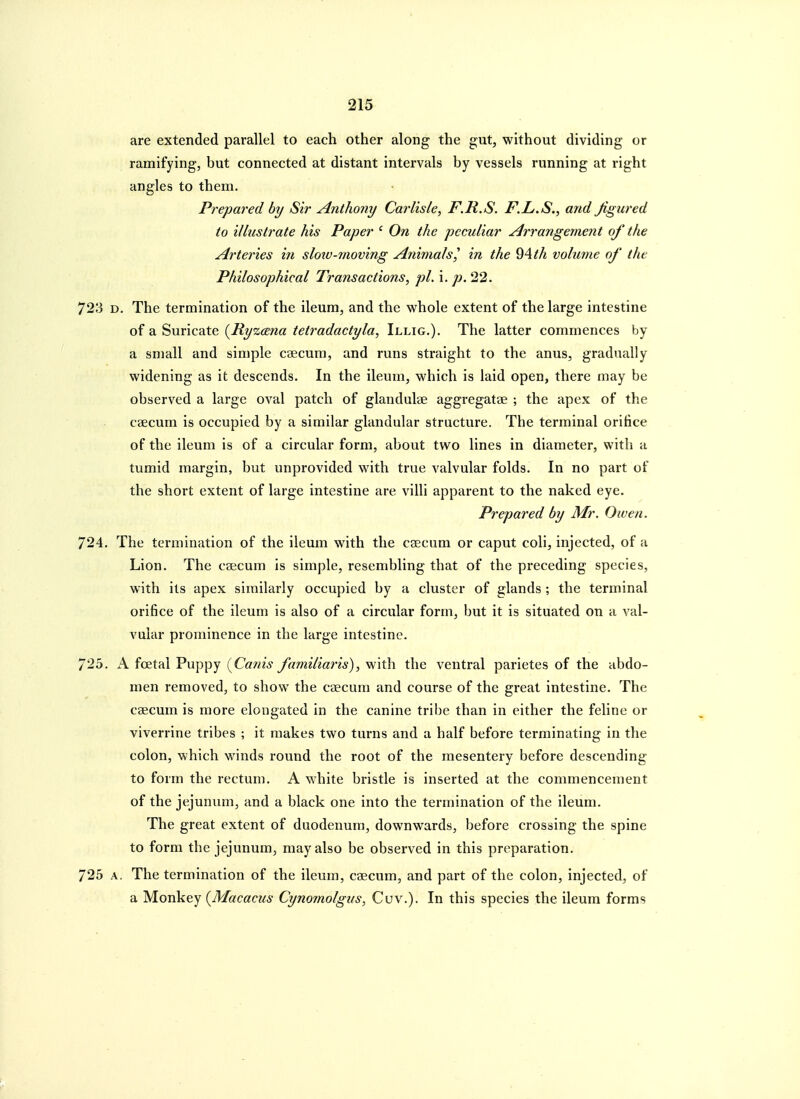 are extended parallel to each other along the gut, without dividing or ramifying, but connected at distant intervals by vessels running at right angles to them. Prepared by Sir Anthony Carlisle, F.R.S. F.L.S., and figured to illustrate his Paper ' On the peculiar Arrangement of the Arteries in sloiv-moving Animals^ in the 94 th volume of the Philosophical Transactions, pi. i. p. 22. 723 D. The termination of the ileum, and the whole extent of the large intestine of a Suricate {Ryzmia tetradactyla, Illig.). The latter commences by a small and simple caecum, and runs straight to the anus, gradually widening as it descends. In the ileum, which is laid open, there may be observed a large oval patch of glandulae aggregatae ; the apex of the caecum is occupied by a similar glandular structure. The terminal orifice of the ileum is of a circular form, about two lines in diameter, with a tumid margin, but unprovided with true valvular folds. In no part of the short extent of large intestine are villi apparent to the naked eye. Prepared by Mr. Owen. 724. The termination of the ileum with the caecum or caput coli, injected, of a Lion. The caecum is simple, resembling that of the preceding species, with its apex similarly occupied by a cluster of glands ; the terminal orifice of the ileum is also of a circular form, but it is situated on a val- vular prominence in the large intestine. 725. A foetal Puppy {Canis familiaris), with the ventral parietes of the abdo- men removed, to show the caecum and course of the great intestine. The caecum is more elongated in the canine tribe than in either the feline or viverrine tribes ; it makes two turns and a half before terminating in the colon, which winds round the root of the mesentery before descending to form the rectum. A white bristle is inserted at the commencement of the jejunum, and a black one into the termination of the ileum. The great extent of duodenum, downwards, before crossing the spine to form the jejunum, may also be observed in this preparation. 725 A. The termination of the ileum, caecum, and part of the colon, injected, of a Monkey {Macacus Cynomolgus, Cuv.). In this species the ileum forms