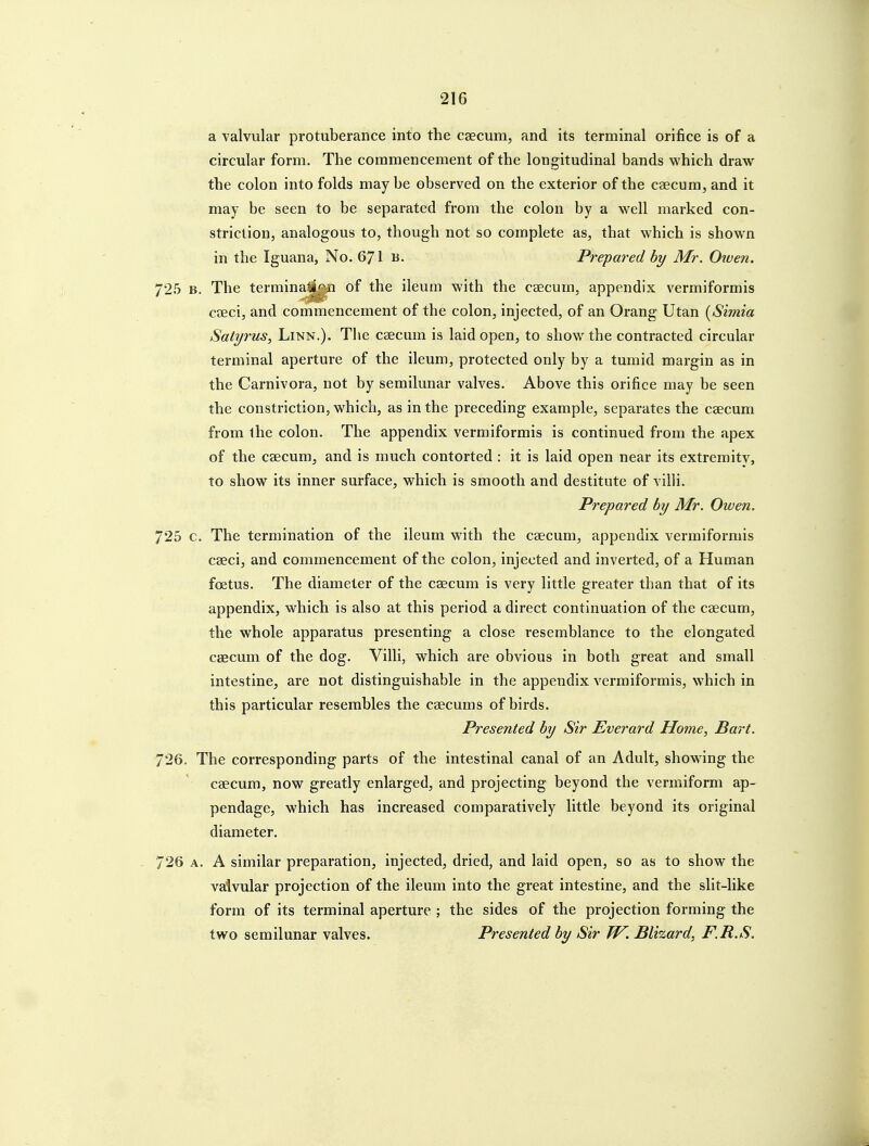 a valvular protuberance into the caecum, and its terminal orifice is of a circular form. The commencement of the longitudinal bands which draw the colon into folds may be observed on the exterior of the caecum, and it may be seen to be separated from the colon by a well marked con- striction, analogous to, though not so complete as, that which is shown in the Iguana, No. 671 b. Prepared by Mr. Oiven. 725 B. The termina^'^ji of the ileum with the caecum, appendix vermiformis caeci, and commencement of the colon, injected, of an Orang Utan [Simia SatT/rus, Linn.). The caecum is laid open, to show the contracted circular terminal aperture of the ileum, protected only by a tumid margin as in the Carnivora, not by semilunar valves. Above this orifice may be seen the constriction, which, as in the preceding example, separates the caecum from the colon. The appendix vermiformis is continued from the apex of the caecum, and is much contorted : it is laid open near its extremitv, to show its inner surface, which is smooth and destitute of villi. Prepared by Mr. Owen. 725 c. The termination of the ileum with the caecum, appendix vermiformis caeci, and commencement of the colon, injected and inverted, of a Human foetus. The diameter of the caecum is very little greater than that of its appendix, which is also at this period a direct continuation of the caecum, the whole apparatus presenting a close resemblance to the elongated caecum of the dog. Villi, which are obvious in both great and small intestine, are not distinguishable in the appendix vermiformis, which in this particular resembles the caecums of birds. Presented by Sir Everard Home, Bart. 726. The corresponding parts of the intestinal canal of an Adult, showing the caecum, now greatly enlarged, and projecting beyond the vermiform ap- pendage, which has increased comparatively little beyond its original diameter. 726 A. A similar preparation, injected, dried, and laid open, so as to show the valvular projection of the ileum into the great intestine, and the slit-like form of its terminal aperture ; the sides of the projection forming the two semilunar valves. Presented by Sir Tf^. Blizard, F.R.S.