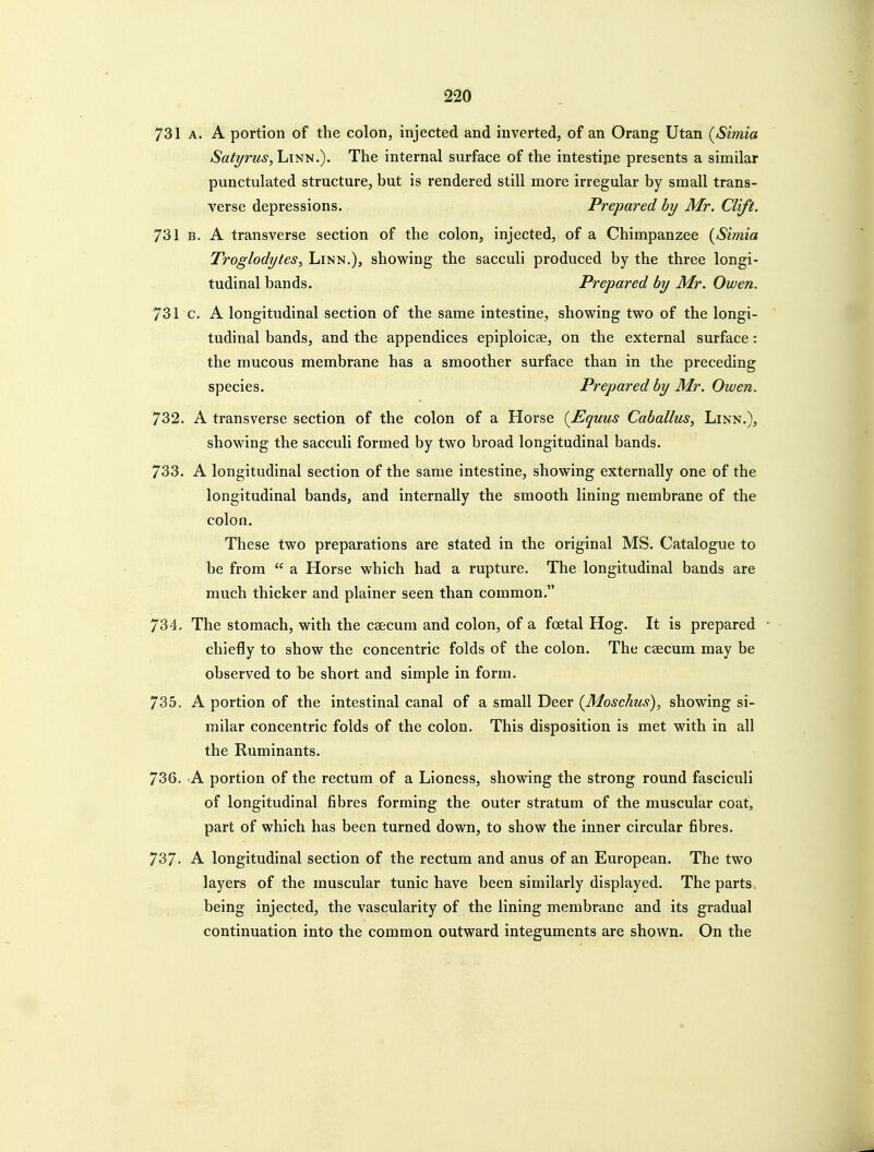 731 A. A portion of the colon, injected and inverted, of an Orang Utan (Simia Satyrus, Linn.). The internal surface of the intestipe presents a similar punctulated structure, but is rendered still more irregular by small trans- verse depressions. Prepared by Mr. Clift. 731 B. A transverse section of the colon, injected, of a Chimpanzee {Simla Troglodytes, Linn.), showing the sacculi produced by the three longi- tudinal bands. Prepared by Mr. Owen. 731 c. A longitudinal section of the same intestine, showing two of the longi- tudinal bands, and the appendices epiploicse, on the external surface: the mucous membrane has a smoother surface than in the preceding species. Prepared by Mr. Owen. 732. A transverse section of the colon of a Horse {Equus Caballus, Linn.), showing the sacculi formed by two broad longitudinal bands. 733. A longitudinal section of the same intestine, showing externally one of the longitudinal bands, and internally the smooth lining membrane of the colon. These two preparations are stated in the original MS. Catalogue to be from  a Horse which had a rupture. The longitudinal bands are much thicker and plainer seen than common. 734. The stomach, with the caecum and colon, of a foetal Hog. It is prepared ■ chiefly to show the concentric folds of the colon. The caecum may be observed to be short and simple in form. 735. A portion of the intestinal canal of a small Deer {Moschus), showing si- milar concentric folds of the colon. This disposition is met with in all the Ruminants. 736. A portion of the rectum of a Lioness, showing the strong round fasciculi of longitudinal fibres forming the outer stratum of the muscular coat, part of which has been turned down, to show the inner circular fibres. 737. A longitudinal section of the rectum and anus of an European. The two layers of the muscular tunic have been similarly displayed. The parts, being injected, the vascularity of the lining membrane and its gradual continuation into the common outward integuments are shown. On the