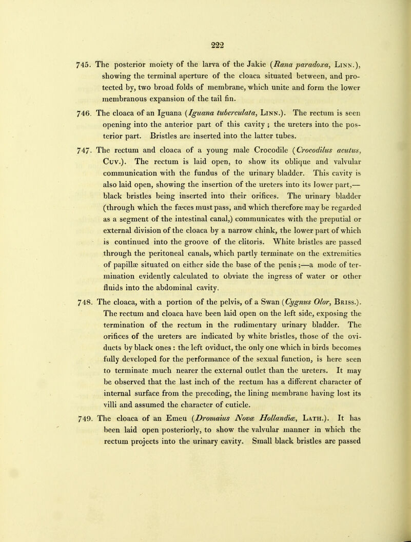 745. The posterior moiety of the larva of the Jakie {liana paradoxa, Linn.), showing the terminal aperture of the cloaca situated between, and pro- tected by, two broad folds of membrane, which unite and form the lower membranous expansion of the tail fin. 746. The cloaca of an Iguana {Iguana tuberculata, Linn.). The rectum is seen opening into the anterior part of this cavity ; the ureters into the pos- terior part. Bristles are inserted into the latter tubes. 747- The rectum and cloaca of a young male Crocodile {Crocodilus acutu&-, Cuv.). The rectum is laid open, to show its oblique and valvular communication with the fundus of the urinary bladder. This cavity is also laid open, showing the insertion of the ureters into its lower part,— black bristles being inserted into their orifices. The urinary bladder (through which the faeces must pass, and which therefore may be regarded as a segment of the intestinal canal,) communicates with the preputial or external division of the cloaca by a narrow chink, the lower part of which is continued into the groove of the clitoris. White bristles are passed through the peritoneal canals, which partly terminate on the extremities of papillae situated on either side the base of the penis ;—a mode of ter- mination evidently calculated to obviate the ingress of water or other fluids into the abdominal cavity. 748. The cloaca, with a portion of the pelvis, of a Swan {Cygnus Olor, Briss.). The rectum and cloaca have been laid open on the left side, exposing the termination of the rectum in the rudimentary urinary bladder. The orifices of the ureters are indicated by white bristles, those of the ovi- ducts by black ones : the left oviduct, the only one which in birds becomes fully developed for the performance of the sexual function, is here seen to terminate much nearer the external outlet than the ureters. It may be observed that the last inch of the rectum has a different character of internal surface from the preceding, the lining membrane having lost its villi and assumed the character of cuticle. 749. The cloaca of an Emeu {Dromaius Nova HollandicB, Lath.). It has been laid open posteriorly, to show the valvular manner in which the rectum projects into the urinary cavity. Small black bristles are passed