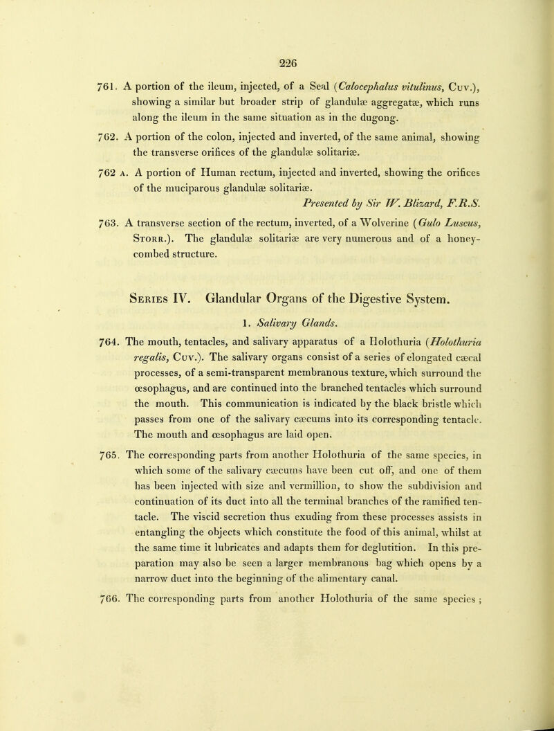 761. A portion of the ileum, injected, of a Seal {Calocephalus vitulimis, Cuv.), showing a similar but broader strip of glandulae aggregatse, which runs along the ileum in the same situation as in the dugong. 762. A portion of the colon, injected and inverted, of the same animal, showing the transverse orifices of the glandulse solitariae. 762 A. A portion of Human rectum, injected and inverted, showing the orifices of the muciparous glandulaj solitariae. Presented hy Sir TV. Blizard, F.R.S. 763. A transverse section of the rectum, inverted, of a Wolverine {Gulo Luscus, Storr.). The glandulae solitariae are very numerous and of a honey- combed structure. Series IV. Glandular Organs of the Digestive System. 1. Salivary Glands. 764. The mouth, tentacles, and salivary apparatus of a Holothuria {Holothuria regalis, Cuv.). The salivary organs consist of a series of elongated csecal processes, of a semi-transparent membranous texture, which surround the CEsophagus, and are continued into the branched tentacles which surround the mouth. This communication is indicated by the black bristle which passes from one of the salivary csecums into its corresponding tentacle. The mouth and oesophagus are laid open. 76.5. The corresponding parts from another Holothuria of the same species, in which some of the salivary caecums have been cut off, and one of them has been injected with size and verraillion, to show the subdivision and continuation of its duct into all the terminal branches of the ramified ten- tacle. The viscid secretion thus exuding from these processes assists in entangling the objects which constitute the food of this animal, whilst at the same time it lubricates and adapts them for deglutition. In this pre- paration may also be seen a larger membranous bag which opens by a narrow duct into the beginning of the alimentary canal. 766. The corresponding parts from another Holothuria of the same species ;