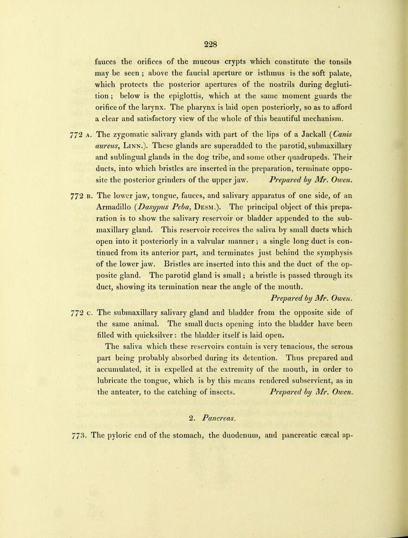 fauces the orifices of the mucous crypts which constitute the tonsils may be seen ; above the faucial aperture or isthmus is the soft palate, which protects the posterior apertures of the nostrils during degluti- tion ; below is the epiglottis, which at the same moment guards the orifice of the larynx. The pharynx is laid open posteriorly, so as to afford a clear and satisfactory view of the whole of this beautiful mechanism. 772 A. The zygomatic salivary glands with part of the lips of a Jackall {Canis aureus, Linn.). These glands are superadded to the parotid, submaxillary and subungual glands in the dog tribe, and some other quadrupeds. Their ducts, into which bristles are inserted in the preparation, terminate oppo- site the posterior grinders of the upper jaw. Prepared hy Mr. Owen. 772 B. The lower jaw, tongue, fauces, and salivary apparatus of one side, of an Armadillo [Dasypus Peba, Desm.). The principal object of this prepa- ration is to show the salivary reservoir or bladder appended to the sub- maxillary gland. This reservoir receives the saliva by small ducts which open into it posteriorly in a valvular manner; a single long duct is con- tinued from its anterior part, and terminates just behind the symphysis of the lower jaw. Bristles are inserted into this and the duct of the op- posite gland. The parotid gland is small; a bristle is passed through its duct, showing its termination near the angle of the mouth. Prepared by Mr. Owen. 772 c. The submaxillary sahvary gland and bladder from the opposite side of the same animal. The small ducts opening into the bladder have been filled with quicksilver: the bladder itself is laid open. The saliva which these reservoirs contain is very tenacious, the serous part being probably absorbed daring its detention. Thus prepared and accumulated, it is expelled at the extremity of the mouth, in order to lubricate the tongue, which is by this means rendered subservient, as in the anteater, to the catching of insects. Prepared by Mr. Oiven. 2. Pancreas. 773. The pyloric end of the stomach, the duodenum, and pancreatic caecal ap-