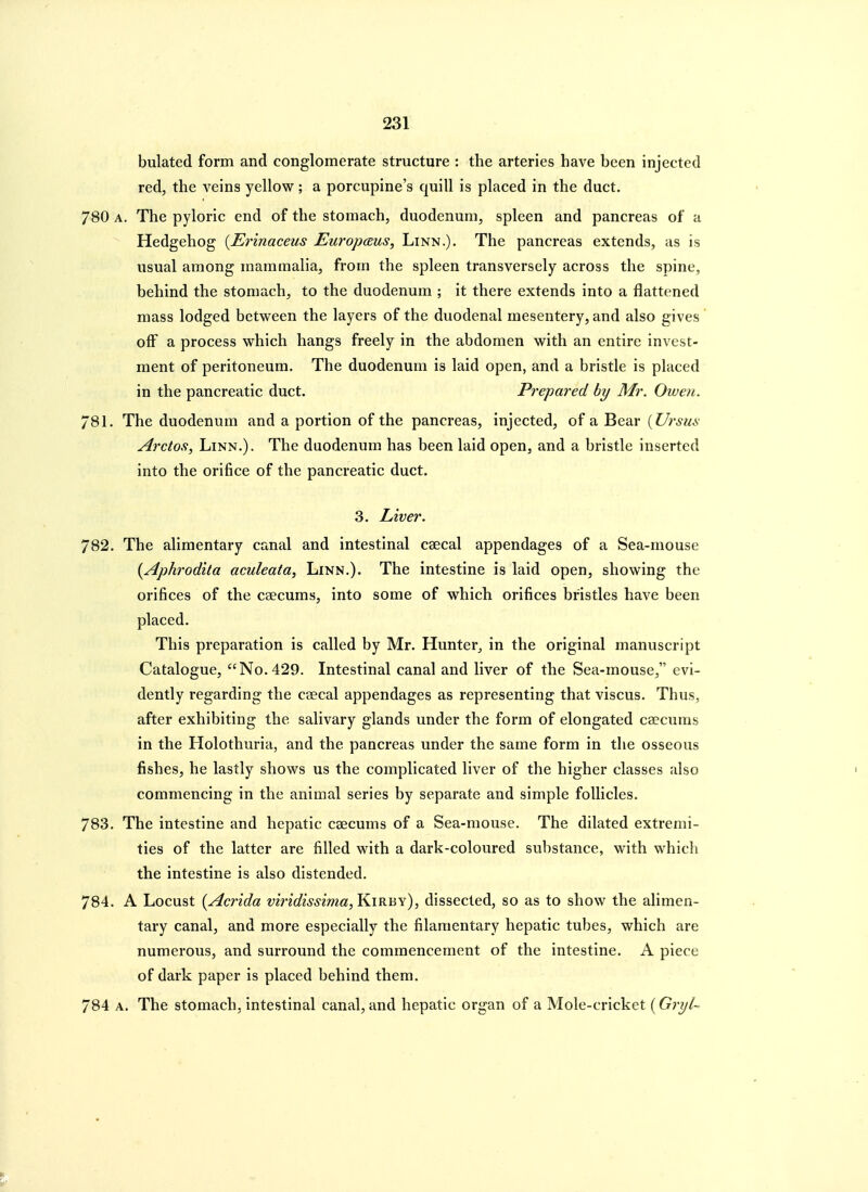 bulated form and conglomerate structure : the arteries have been injected red, the veins yellow; a porcupine's quill is placed in the duct. 780 A. The pyloric end of the stomach, duodenum, spleen and pancreas of a Hedgehog {Erinaceus Europaus, Linn.). The pancreas extends, as is usual among mammalia, from the spleen transversely across the spine, behind the stomach, to the duodenum ; it there extends into a flattened mass lodged between the layers of the duodenal mesentery, and also gives olF a process which hangs freely in the abdomen with an entire invest- ment of peritoneum. The duodenum is laid open, and a bristle is placed in the pancreatic duct. Prepared by Mr. Given. 781. The duodenum and a portion of the pancreas, injected, of a Bear [Ursm Arctofi, Linn.). The duodenum has been laid open, and a bristle inserted into the orifice of the pancreatic duct. 3. Liver. 782. The alimentary canal and intestinal caecal appendages of a Sea-mouse {Aphrodita aculeata, Linn.). The intestine is laid open, showing the orifices of the caecums, into some of which orifices bristles have been placed. This preparation is called by Mr. Hunter^ in the original manuscript Catalogue, No. 429. Intestinal canal and liver of the Sea-mouse, evi- dently regarding the caecal appendages as representing that viscus. Thus, after exhibiting the salivary glands under the form of elongated caecums in the Holothuria, and the pancreas under the same form in the osseous fishes, he lastly shows us the complicated liver of the higher classes also commencing in the animal series by separate and simple follicles. 783. The intestine and hepatic caecums of a Sea-mouse. The dilated extremi- ties of the latter are filled with a dark-coloured substance, with which the intestine is also distended. 784. A Locust {Acrida vi7'idissima, Kirby), dissected, so as to show the alimen- tary canal, and more especially the filamentary hepatic tubes, which are numerous, and surround the commencement of the intestine. A piece of dark paper is placed behind them. 784 A. The stomach, intestinal canal, and hepatic organ of a Mole-cricket (Gry/-