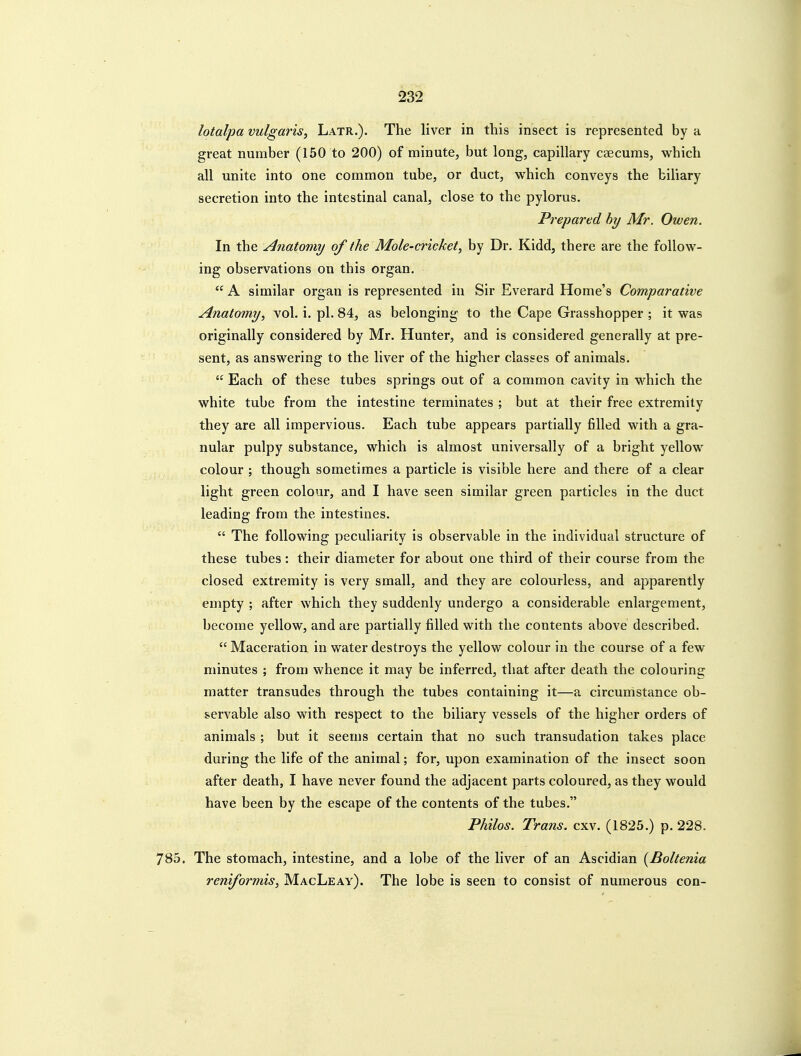 lotalpa vulgaris, Latr.). The liver in this insect is represented by a great number (150 to 200) of minute, but long, capillary caecums, which all unite into one common tube, or duct, which conveys the biliary secretion into the intestinal canal, close to the pylorus. Prepared by Mr. Owen. In the Anatomy of the Mole-cricket, by Dr. Kidd, there are the follow- ing observations on this organ.  A similar organ is represented in Sir Everard Home's Comparative Anatomy, vol. i. pi. 84, as belonging to the Cape Grasshopper ; it was originally considered by Mr. Hunter, and is considered generally at pre- sent, as answering to the liver of the higher classes of animals.  Each of these tubes springs out of a common cavity in which the white tube from the intestine terminates ; but at their free extremity they are all impervious. Each tube appears partially filled with a gra- nular pulpy substance, which is almost universally of a bright yellow colour ; though sometimes a particle is visible here and there of a clear light green colour, and I have seen similar green particles in the duct leading from the intestines.  The following peculiarity is observable in the individual structure of these tubes: their diameter for about one third of their course from the closed extremity is very small, and they are colourless, and apparently empty ; after which they suddenly undergo a considerable enlargement, become yellow, and are partially filled with the contents above described.  Maceration in water destroys the yellow colour in the course of a few minutes ; from whence it may be inferred, that after death the colouring matter transudes through the tubes containing it—a circumstance ob- servable also with respect to the biliary vessels of the higher orders of animals ; but it seems certain that no such transudation takes place during the life of the animal; for, upon examination of the insect soon after death, I have never found the adjacent parts coloured, as they would have been by the escape of the contents of the tubes. Philos. Trans, cxv. (1825.) p. 228. 785. The stomach, intestine, and a lobe of the liver of an Ascidian {Boltenia reniformis, MacLeav). The lobe is seen to consist of numerous con-