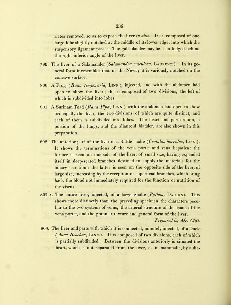 rietes removed, so as to expose the liver i?i situ. It is composed of one large lobe slightly notched at the middle of its lower edge, into which the suspensory ligament passes. The gall-bladder may be seen lodged behind the right inferior angle of the liver. 799. The liver of a Salamander {Salamandra maculosa, Laurenti). In its ge- neral form it resembles that of the Newt; it is variously notched on the concave surface. 800. A Frog {JRana temporaria. Linn.), injected, and with the abdomen laid open to show the liver; this is composed of two divisions, the left of which is subdivided into lobes. 801. A Surinam Toad {JRana Pipa, Linn.), with the abdomen laid open to show principally the liver, the two divisions of which are quite distinct, and each of them is subdivided into lobes. The heart and pericardium, a portion of the lungs, and the allantoid bladder, are also shown in this preparation. 802. The anterior part of the liver of a Rattle-snake [Crotalus horr'idus, Linn.). It shows the terminations of the vena portae and vena hepatica: the former is seen on one side of the liver, of small size, having expended itself in deep-seated branches destined to supply the materials for the biliary secretion ; the latter is seen on the opposite side of the liver, of large size, increasing by the reception of superficial branches, which bring back the blood not immediately required for the function or nutrition of the viscus. 802 A. The entire liver, injected, of a large Snake {Python, Daudin). This shows more distinctly than the preceding specimen the characters pecu- liar to the two systems of veins, the arterial structure of the coats of the vena portae, and the granular texture and general form of the liver. Prepared by Mr. Ctift. 803. The liver and parts with which it is connected, minutely injected, of a Duck {Anas Boschas, Linn.). It is composed of two divisions, each of which is partially subdivided. Between the divisions anteriorly is situated the heart, which is not separated from the liver, as in mammalia, by a dia-