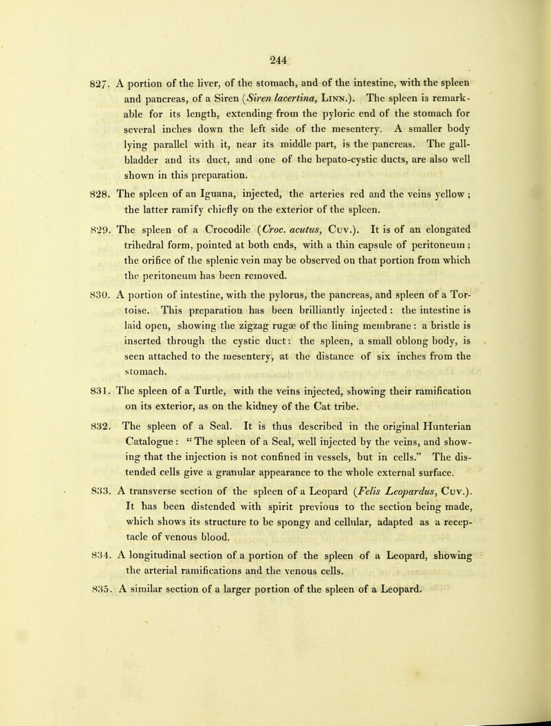 82/. A portion of the liver, of the stomach, and of the intestine, with the spleen and pancreas, of a Siren (^Siren lacertina, Linn.). The spleen is remark- able for its length, extending from the pyloric end of the stomach for several inches down the left side of the mesentery. A smaller body lying parallel with it, near its middle part, is the pancreas. The gall- bladder and its duct, and one of the hepato-cystic ducts, are also w^ell shown in this preparation. 828. The spleen of an Iguana, injected, the arteries red and the veins yellow ; the latter ramify chiefly on the exterior of the spleen. 829. The spleen of a Crocodile {Croc, acutus, Cuv.). It is of an elongated trihedral form, pointed at both ends, with a thin capsule of peritoneum; the orifice of the splenic vein may be observed on that portion from which the peritoneum has been removed. 830. A portion of intestine, with the pylorus, the pancreas, and spleen of a Tor- toise. This preparation has been brilliantly injected: the intestine is laid open, showing the zigzag rugae of the lining membrane : a bristle is inserted through the cystic duct: the spleen, a small oblong body, is seen attached to the mesentery, at the distance of six inches from the stomach. 831. The spleen of a Turtle, with the veins injected, showing their ramification on its exterior, as on the kidney of the Cat tribe. 832. The spleen of a Seal. It is thus described in the original Hunterian Catalogue : The spleen of a Seal, well injected by the veins, and show- ing that the injection is not confined in vessels, but in cells. The dis- tended cells give a granular appearance to the whole external surface. 833. A transverse section of the spleen of a Leopard {Felis Leopardus, Cuv.). It has been distended with spirit previous to the section being made, which shows its structure to be spongy and cellular, adapted as a recep- tacle of venous blood, 834. A longitudinal section of a portion of the spleen of a Leopard, showing the arterial ramifications and the venous cells. 835. A similar section of a larger portion of the spleen of a Leopard.