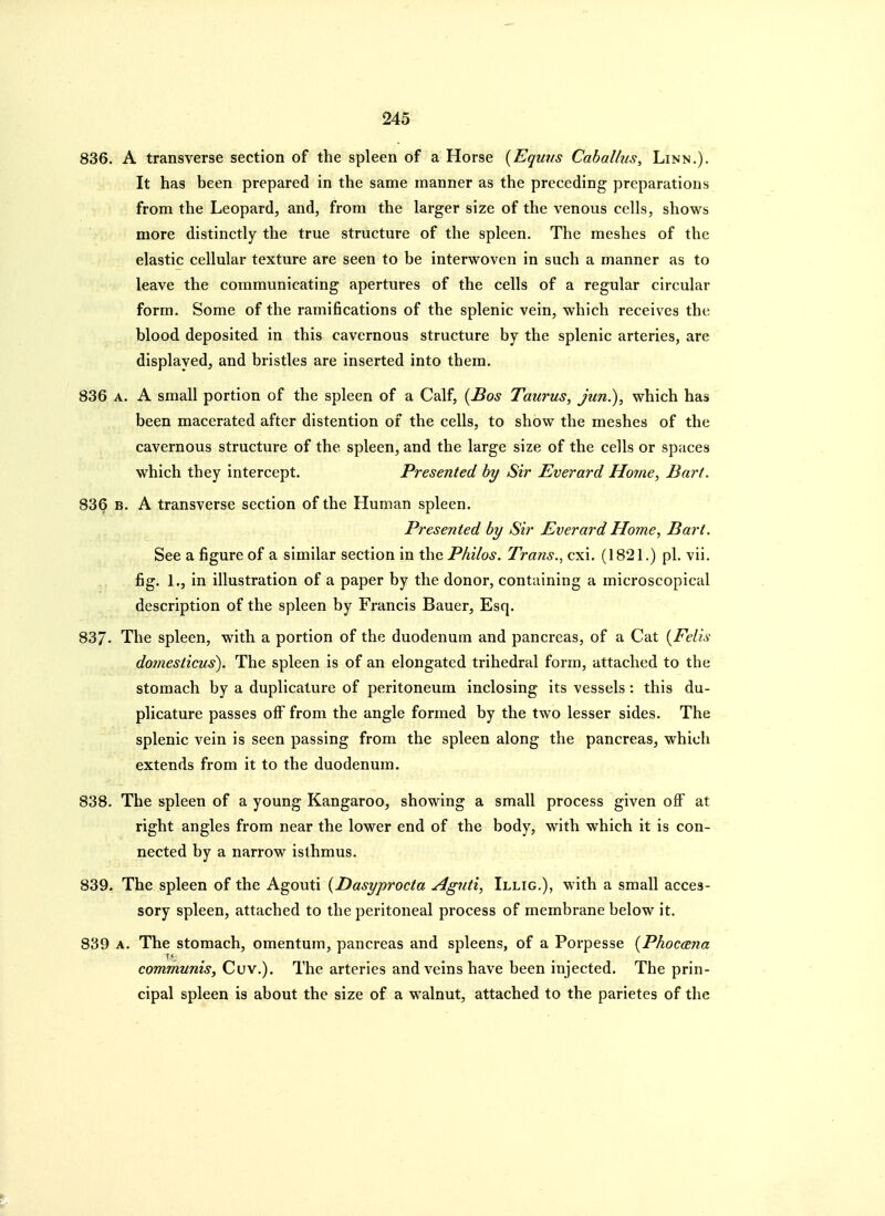 836. A transverse section of the spleen of a Horse [Equjis Caballtis, Linn.). It has been prepared in the same manner as the preceding preparations from the Leopard, and, from the larger size of the venous cells, shows more distinctly the true structure of the spleen. The meshes of the elastic cellular texture are seen to be interwoven in such a manner as to leave the communicating apertures of the cells of a regular circular form. Some of the ramifications of the splenic vein, which receives the blood deposited in this cavernous structure by the splenic arteries, are displayed, and bristles are inserted into them. 836 A. A small portion of the spleen of a Calf, {Bos Taurus, jun.), which has been macerated after distention of the cells, to show the meshes of the cavernous structure of the spleen, and the large size of the cells or spaces which they intercept. Presented by Sir Everard Home, Bart. 836 B. A transverse section of the Human spleen. Presented by Sir Everard Home, Bart. See a figure of a similar section in the P/«7o5. Trans., cx\. (1821.) pi. vii. fig. L, in illustration of a paper by the donor, containing a microscopical description of the spleen by Francis Bauer, Esq. 837- The spleen, with a portion of the duodenum and pancreas, of a Cat {Felis do?nesticus). The spleen is of an elongated trihedral form, attached to the stomach by a duplicature of peritoneum inclosing its vessels : this du- plicature passes off from the angle formed by the two lesser sides. The splenic vein is seen passing from the spleen along the pancreas, which extends from it to the duodenum. 838. The spleen of a young Kangaroo, showing a small process given off at right angles from near the lower end of the body, with which it is con- nected by a narrow isthmus. 839. The spleen of the Agouti (Dasyprocta Aguti, Illig.), with a small acces- sory spleen, attached to the peritoneal process of membrane below it. 839 A. The stomach, omentum, pancreas and spleens, of a Porpesse {Phoc(E7ia communis, The arteries and veins have been injected. The prin- cipal spleen is about the size of a w alnut, attached to the parietes of the