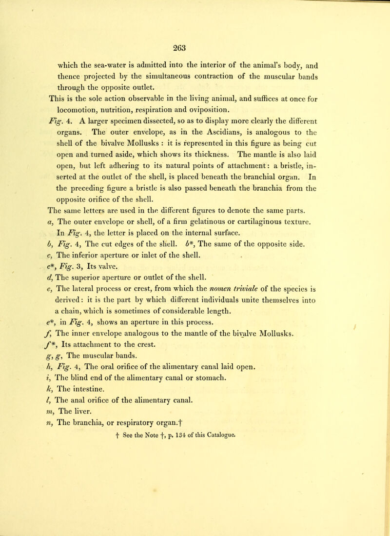 which the sea-water is admitted into the interior of the animal's body, and thence projected by the simultaneous contraction of the muscular bands through the opposite outlet. This is the sole action observable in the living animal, and suffices at once for locomotion, nutrition, respiration and oviposition. Fig. 4. A larger specimen dissected, so as to display more clearly the diflferent organs. The outer envelope, as in the Ascidians, is analogous to the shell of the bivalve Mollusks : it is represented in this figure as being cut open and turned aside, which shows its thickness. The mantle is also laid open, but left adhering to its natural points of attachment: a bristle, in- serted at the outlet of the shell, is placed beneath the branchial organ. In the preceding figure a bristle is also passed beneath the branchia from the opposite orifice of the shell. The same letters are used in the different figures to denote the same parts. a, The outer envelope or shell, of a firm gelatinous or cartilaginous texture. In Fiin;. 4, the letter is placed on the internal surface. b, Fig. 4, The cut edges of the shell, b*, The same of the opposite side. c, The inferior aperture or inlet of the shell, c*, Fig. 3, Its valve. d, The superior aperture or outlet of the shell. e, The lateral process or crest, from which the nomen triviale of the species is derived: it is the part by which different individuals unite themselves into a chain, which is sometimes of considerable length. e*, in Fig. 4, shows an aperture in this process. f. The inner envelope analogous to the mantle of the bivalve Mollusks. Its attachment to the crest. g, g. The muscular bands. k, Fig. 4, The oral orifice of the alimentary canal laid open. i, The blind end of the alimentary canal or stomach. k, The intestine. /, The anal orifice of the alimentary canal. m, The liver. n, The branchia, or respiratory organ,f t See the Note f, p. ISi of this Catalogue.