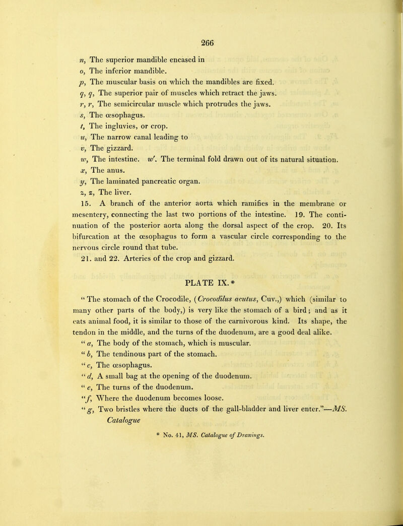 n, The superior mandible encased in 0, The inferior mandible. p, The muscular basis on which the mandibles are fixed. q, q, The superior pair of muscles which retract the jaws. r, r, The semicircular muscle which protrudes the jaws. s, The oesophagus. /, The ingluvies, or crop. u, The narrow canal leading to V, The gizzard. w. The intestine, w'. The terminal fold drawn out of its natural situation. X, The anus. y. The laminated pancreatic organ. z, z, The liver. 15. A branch of the anterior aorta which ramifies in the membrane or mesentery, connecting the last two portions of the intestine. 19. The conti- nuation of the posterior aorta along the dorsal aspect of the crop. 20. Its bifurcation at the oesophagus to form a vascular circle corresponding to the nervous circle round that tube. 21. and 22. Arteries of the crop and gizzard. PLATE IX.* The stomach of the Crocodile, {Crocodilus acutus, Cuv.,) which (similar to many other parts of the body,) is very like the stomach of a bird; and as it eats animal food, it is similar to those of the carnivorous kind. Its shape, the tendon in the middle, and the turns of the duodenum, are a good deal alike. a, The body of the stomach, which is muscular. b. The tendinous part of the stomach. c, The oesophagus. d, A small bag at the opening of the duodenum. e. The turns of the duodenum. f-> Where the duodenum becomes loose. Two bristles where the ducts of the gall-bladder and liver enter.— Catalogue * No. 41, MS. Catalogue of Drawings.