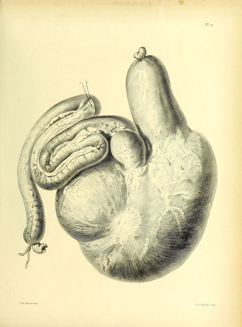 IXarv RymsdykidjeL. J.tuyf JBradUy. scuip-