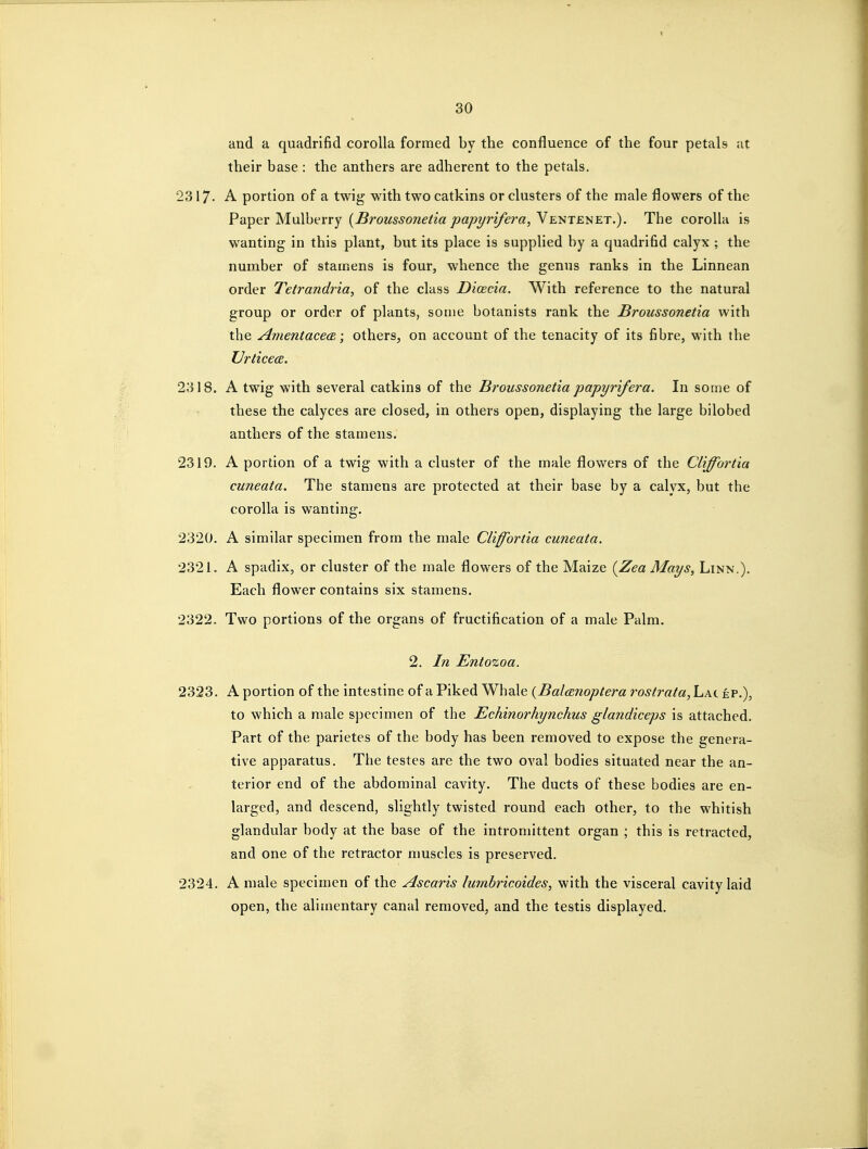 and a quadrifid corolla formed by the confluence of the four petals at their base : the anthers are adherent to the petals, 2317- A portion of a twig with two catkins or clusters of the male flowers of the Pamper Mulberry (Brousso?ietia pap^rifera, Yehtehet.). The corolla is wanting in this plant, but its place is supplied by a quadrifid calyx ; the number of stamens is four, whence the genus ranks in the Linnean order Tetrandria, of the class Dicecia. With reference to the natural group or order of plants, some botanists rank the Broussonetia with the AnientacecB; others, on account of the tenacity of its fibre, with the VrticecB. 2318. A twig with several catkins of the Broussonetia papyrifera. In some of these the calyces are closed, in others open, displaying the large bilobed anthers of the stamens. 2319. A portion of a twig with a cluster of the male flowers of the Cliffortia cuneata. The stamens are protected at their base by a calyx, but the corolla is wanting. 2320. A similar specimen from the male Cliffortia cuneata. 2321. A spadix, or cluster of the male flowers of the Maize {Zea Mays, Linn.). Each flower contains six stamens. 2322. Two portions of the organs of fructification of a male Palm. 2. In Entozoa. 2323. A portion of the intestine of a Piked Whale {Balcznoptera rostrata, Lac ep.), to which a male specimen of the Echinorhynchus glandiceps is attached. Part of the parietes of the body has been removed to expose the genera- tive apparatus. The testes are the two oval bodies situated near the an- terior end of the abdominal cavity. The ducts of these bodies are en- larged, and descend, slightly twisted round each other, to the whitish glandular body at the base of the intromittent organ ; this is retracted, and one of the retractor muscles is preserved. 2324. A male specimen of the Ascaris lumbricoides, with the visceral cavity laid open, the alimentary canal removed, and the testis displayed.